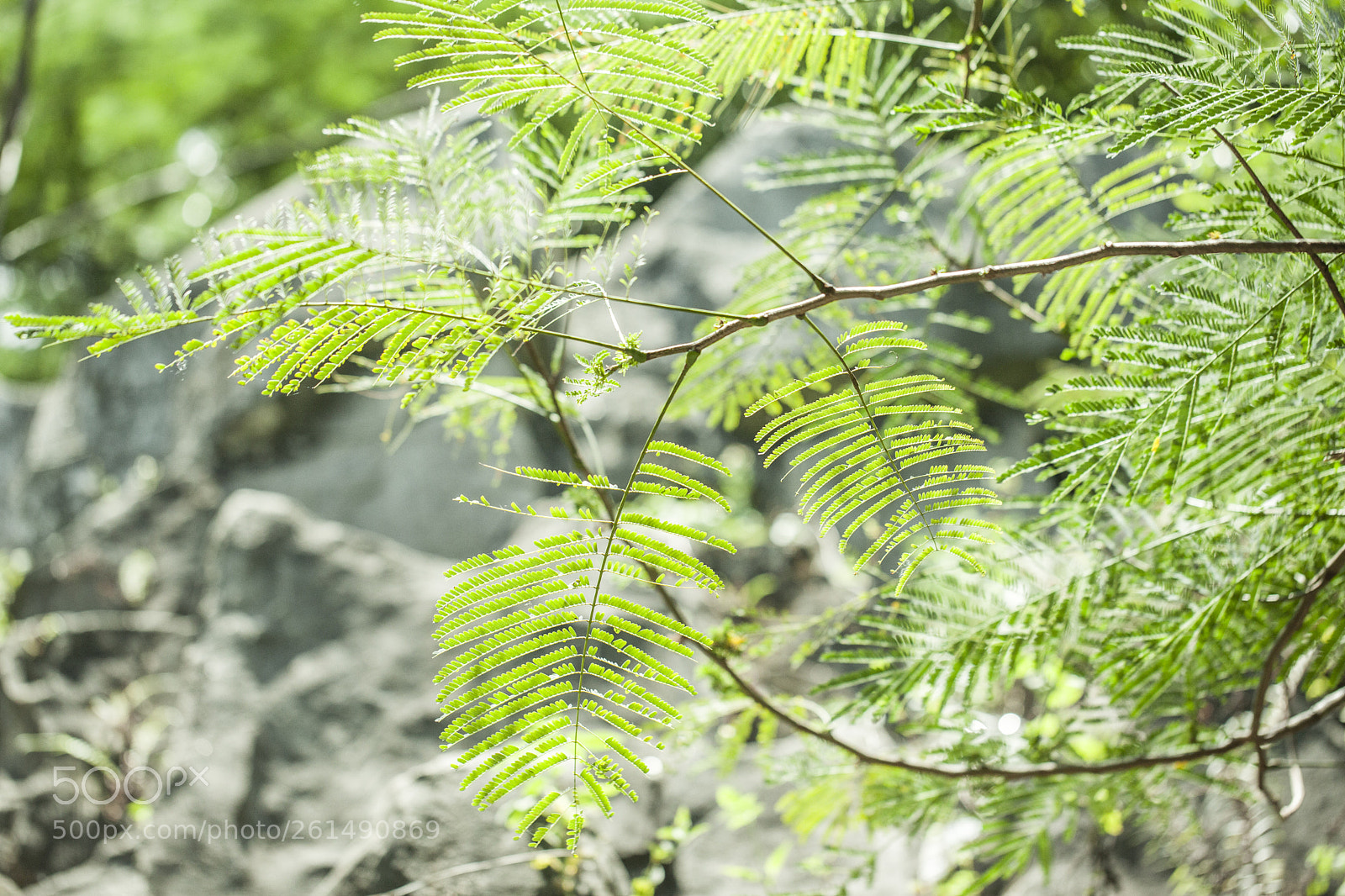 Canon EOS 5D Mark II sample photo. Greens photography