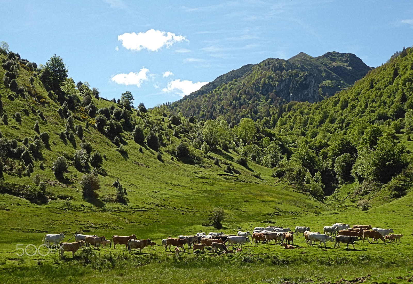 Panasonic Lumix DMC-ZS50 (Lumix DMC-TZ70) sample photo. Summer pastures photography