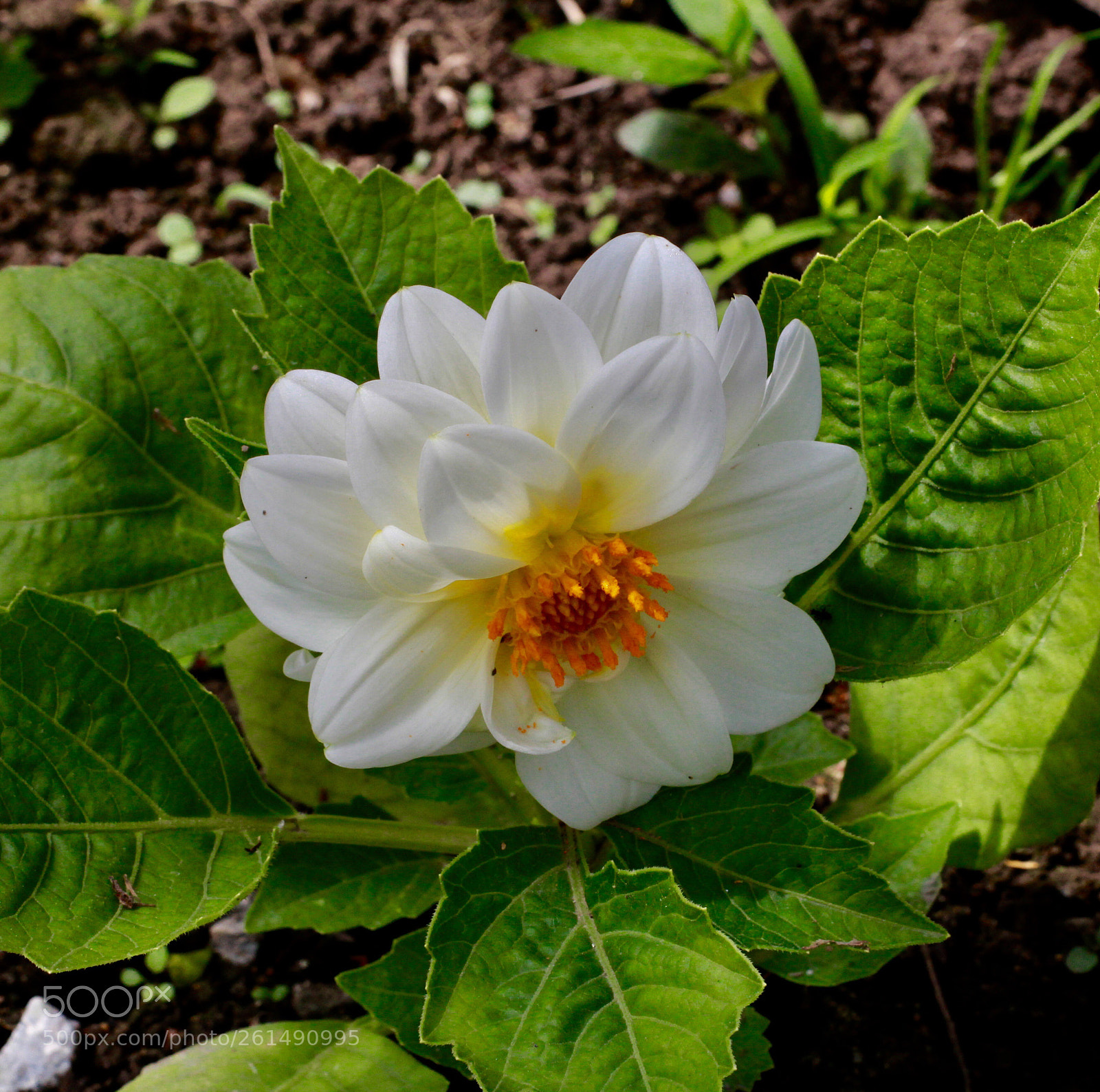 Canon EOS 60D sample photo. Dahlias flowers photography