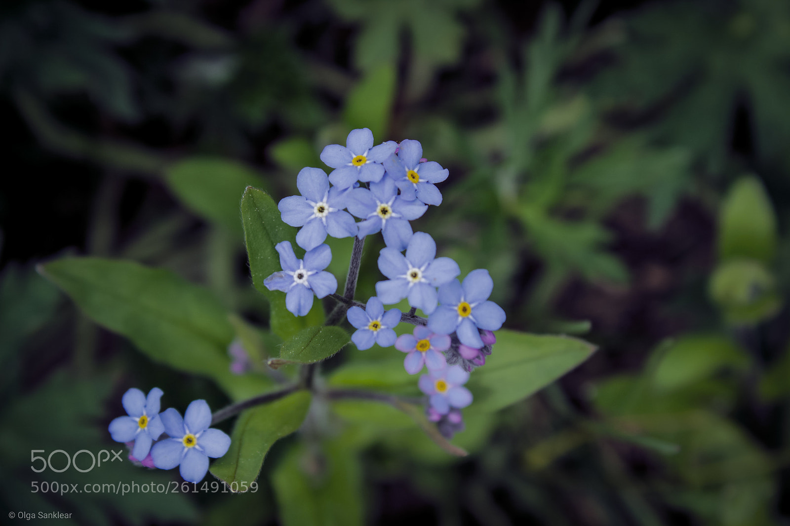 Canon EOS 1300D (EOS Rebel T6 / EOS Kiss X80) sample photo. Forget-me-not flowers photography