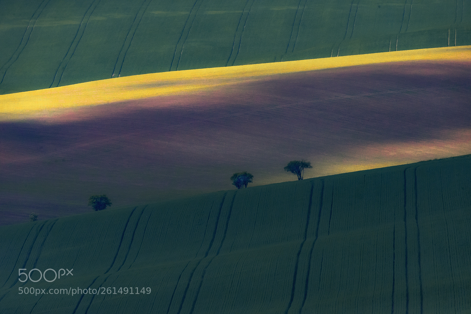 Nikon D610 sample photo. Walking spots photography