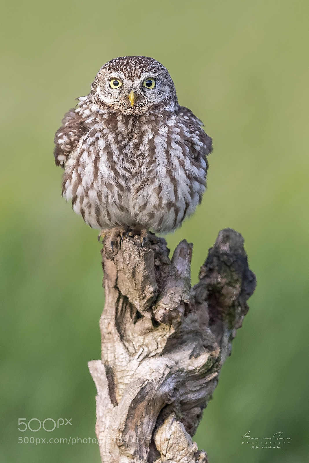 Canon EOS-1D X Mark II sample photo. Little owl... photography