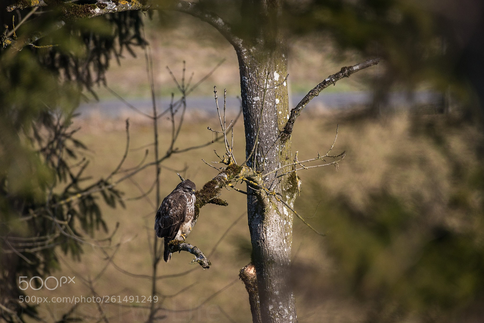 Nikon D810 sample photo. Bussard photography