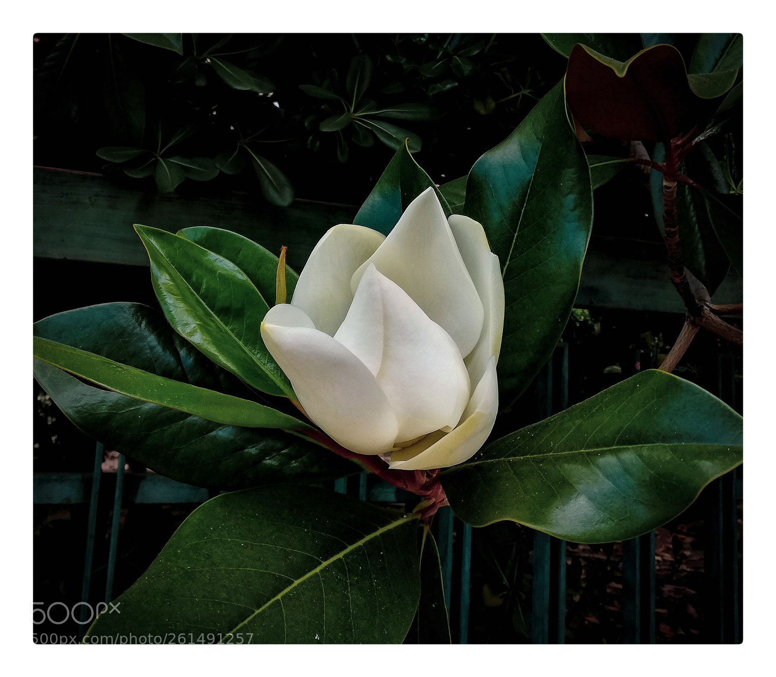 HUAWEI P20 lite sample photo. The white inside green photography