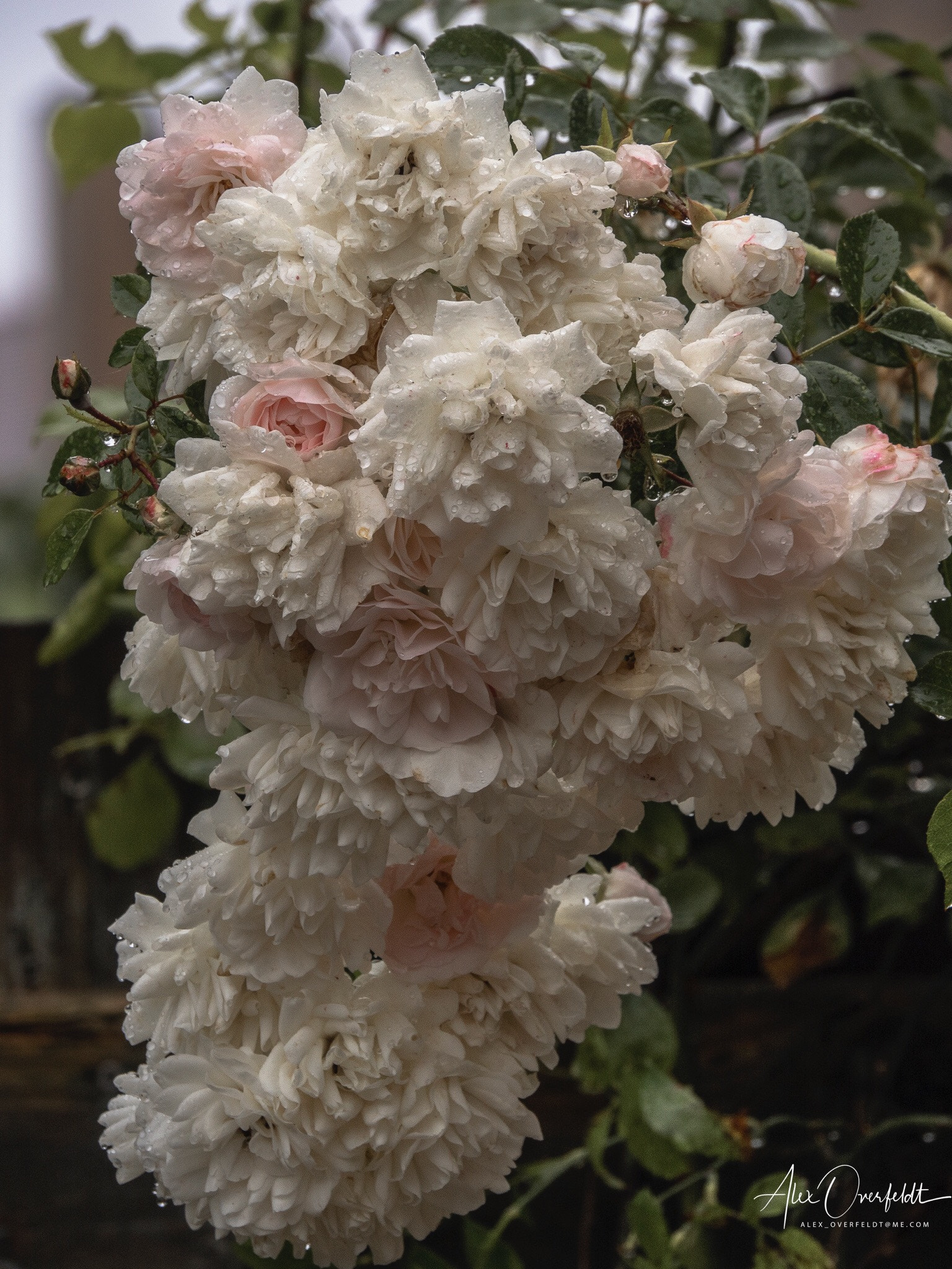 Olympus PEN-F sample photo. Garden flowers after the rain, june 2018 photography
