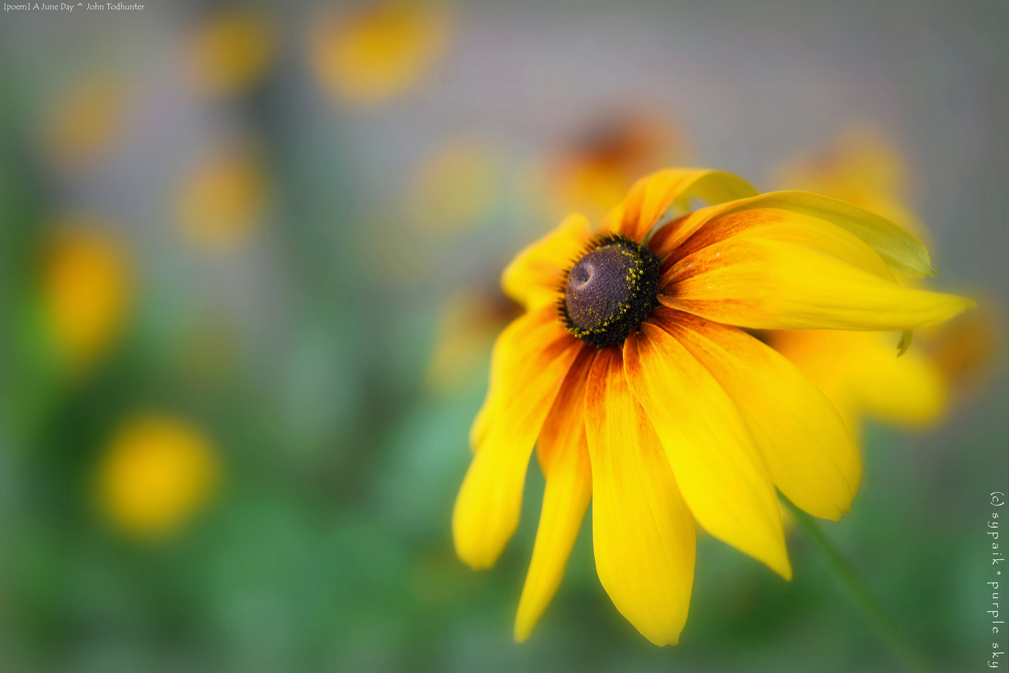 Nikon AF-S Micro-Nikkor 60mm F2.8G ED sample photo. A june day *** photography