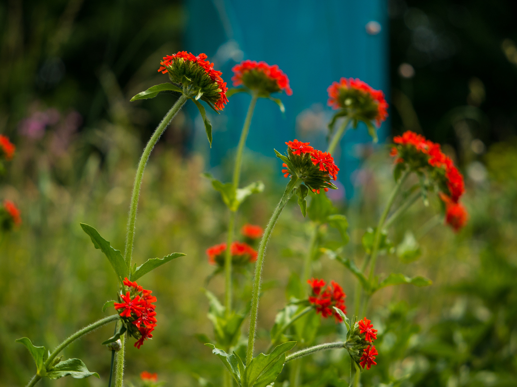 Panasonic Lumix DMC-G5 sample photo. Flowers photography
