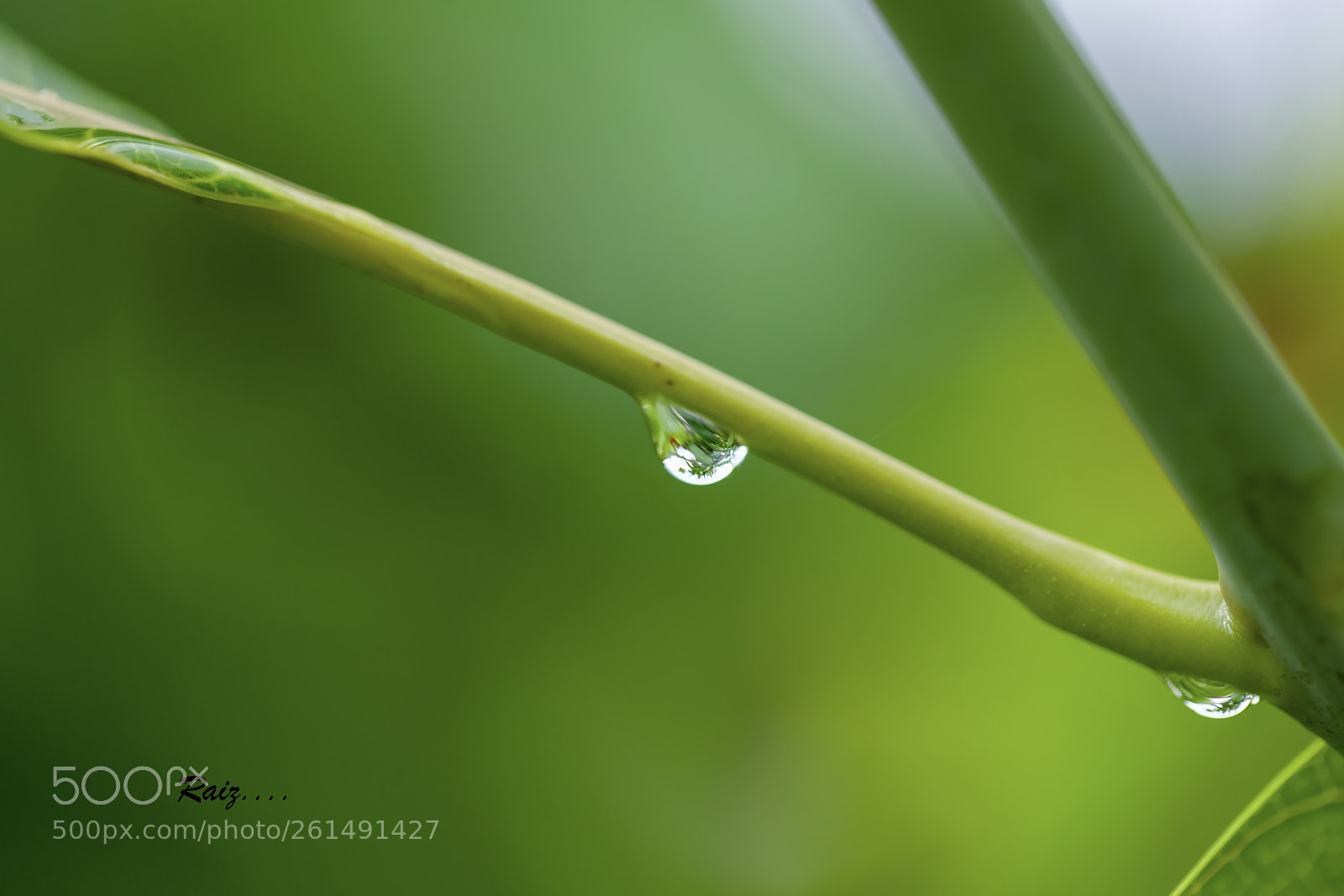 Canon EOS 5DS sample photo. Rainy day photography