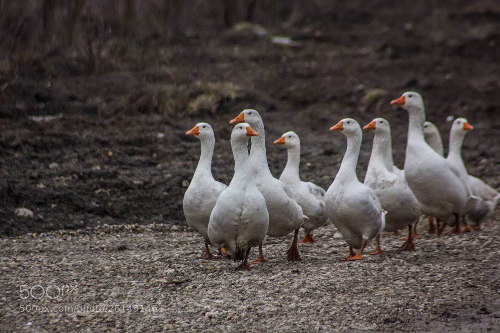 Canon EOS 550D (EOS Rebel T2i / EOS Kiss X4) sample photo. Goose walking down the photography