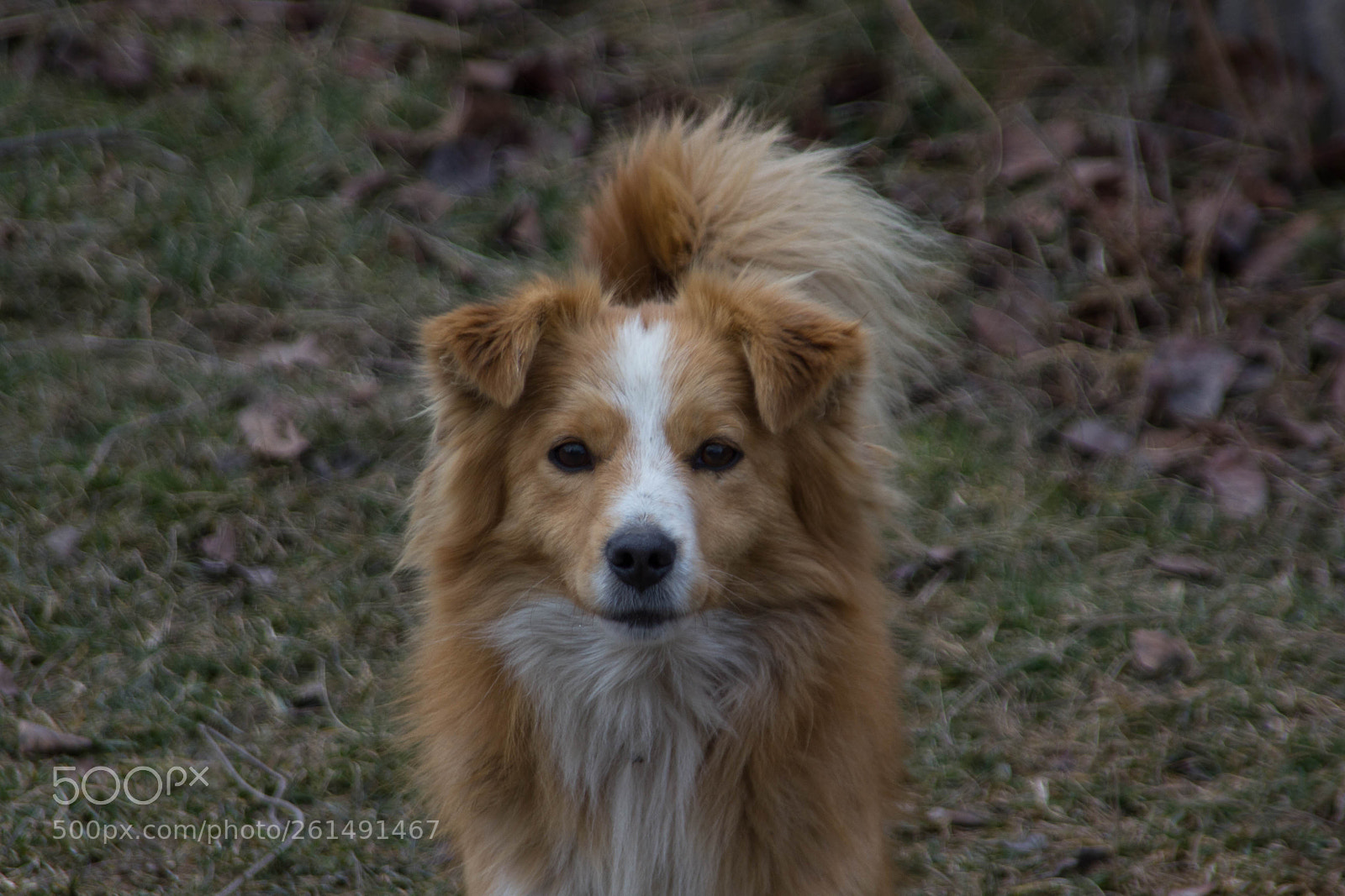 Canon EOS 550D (EOS Rebel T2i / EOS Kiss X4) sample photo. Sympathetic brown dog photography