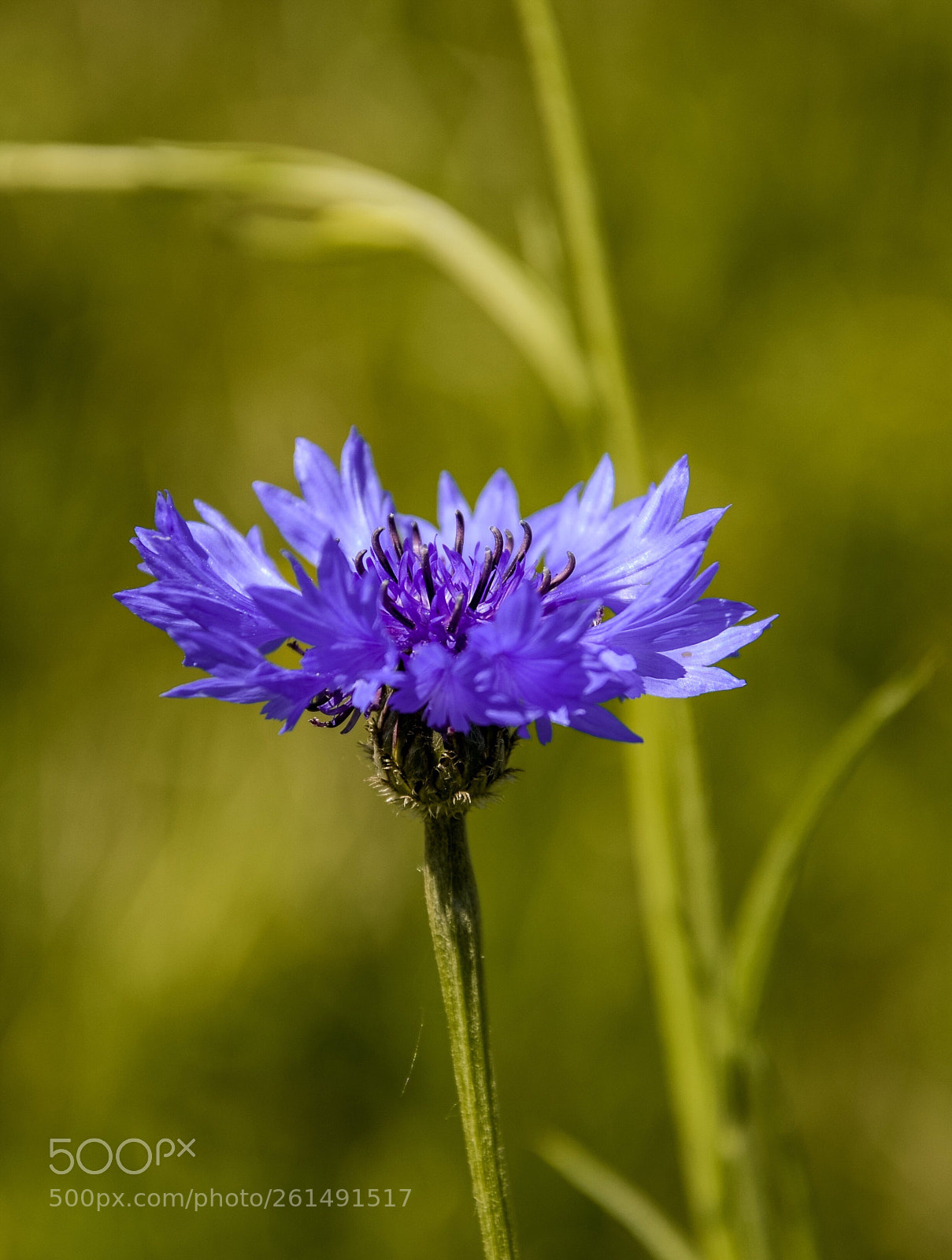 Nikon D7000 sample photo. Cornflower  photography