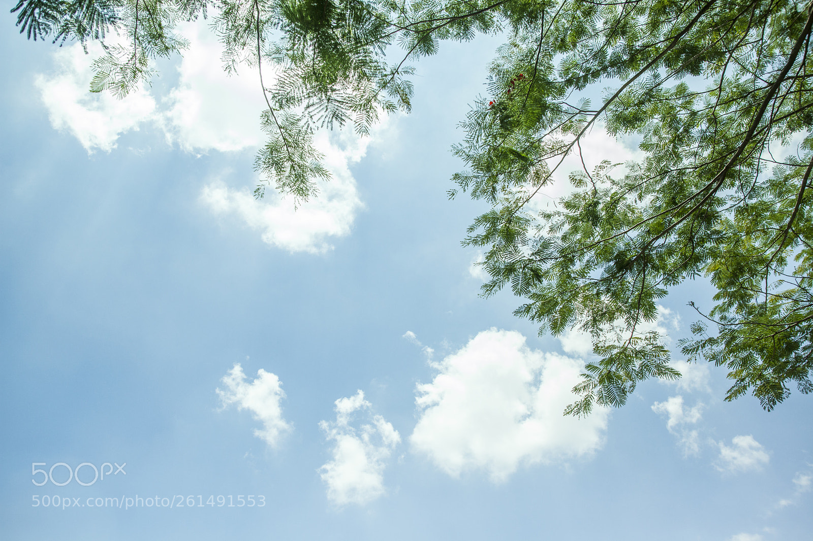 Canon EOS 5D Mark II sample photo. Tree in the sky photography