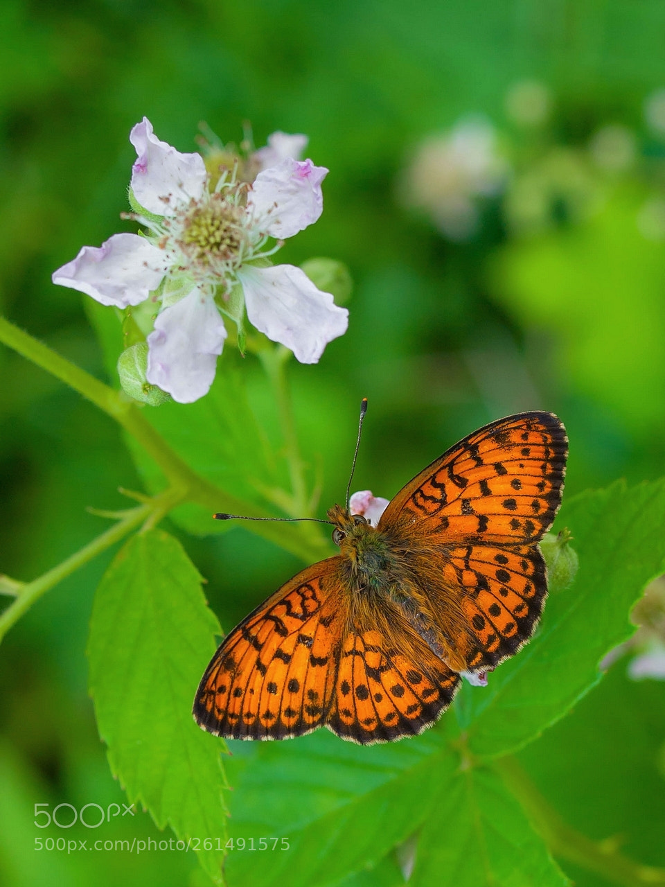 Olympus E-3 sample photo. Brenthis daphne (marbled fritillary) photography