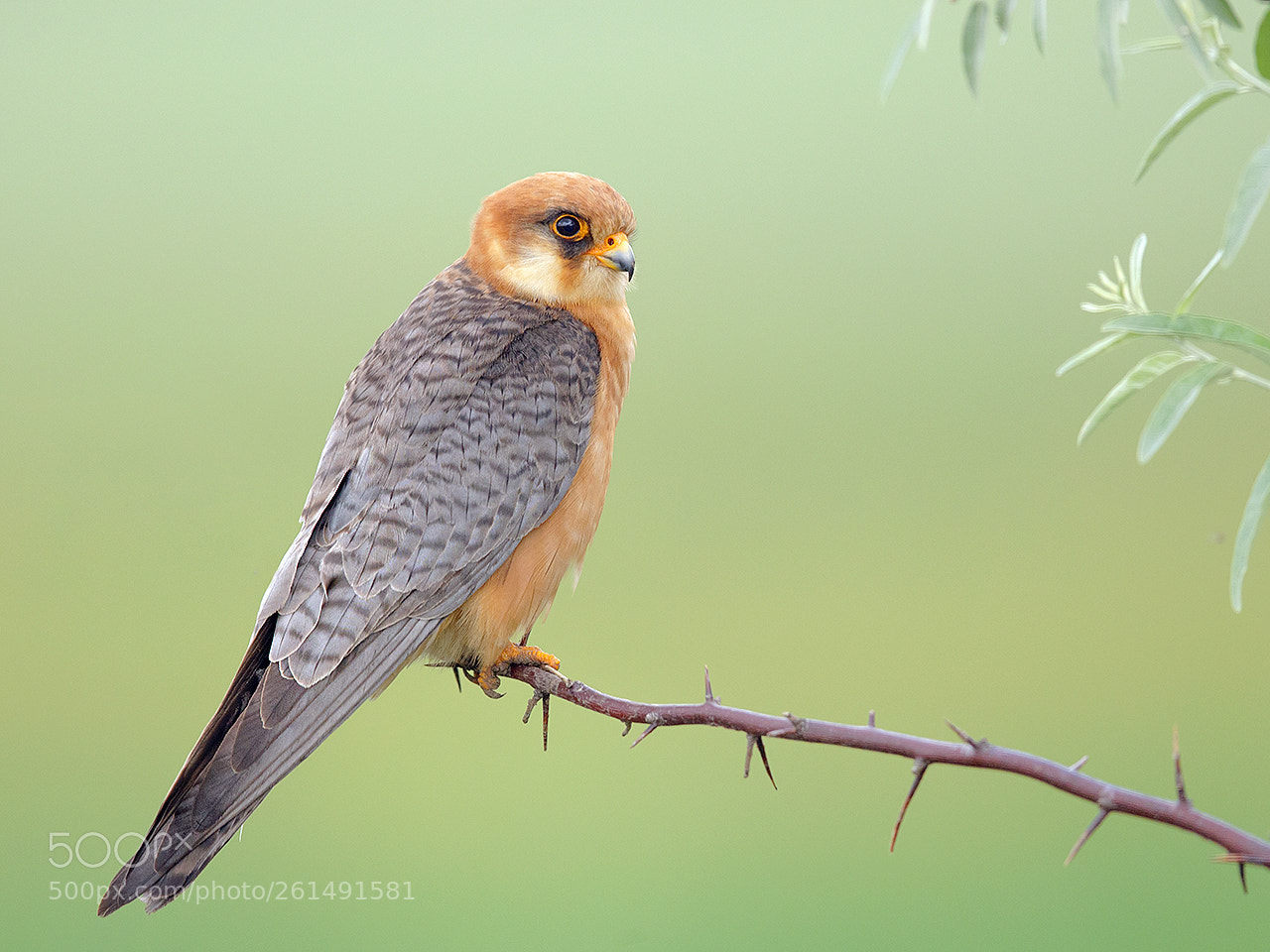 Canon EOS-1D X sample photo. Red-footed falcon, roodpootvalk photography