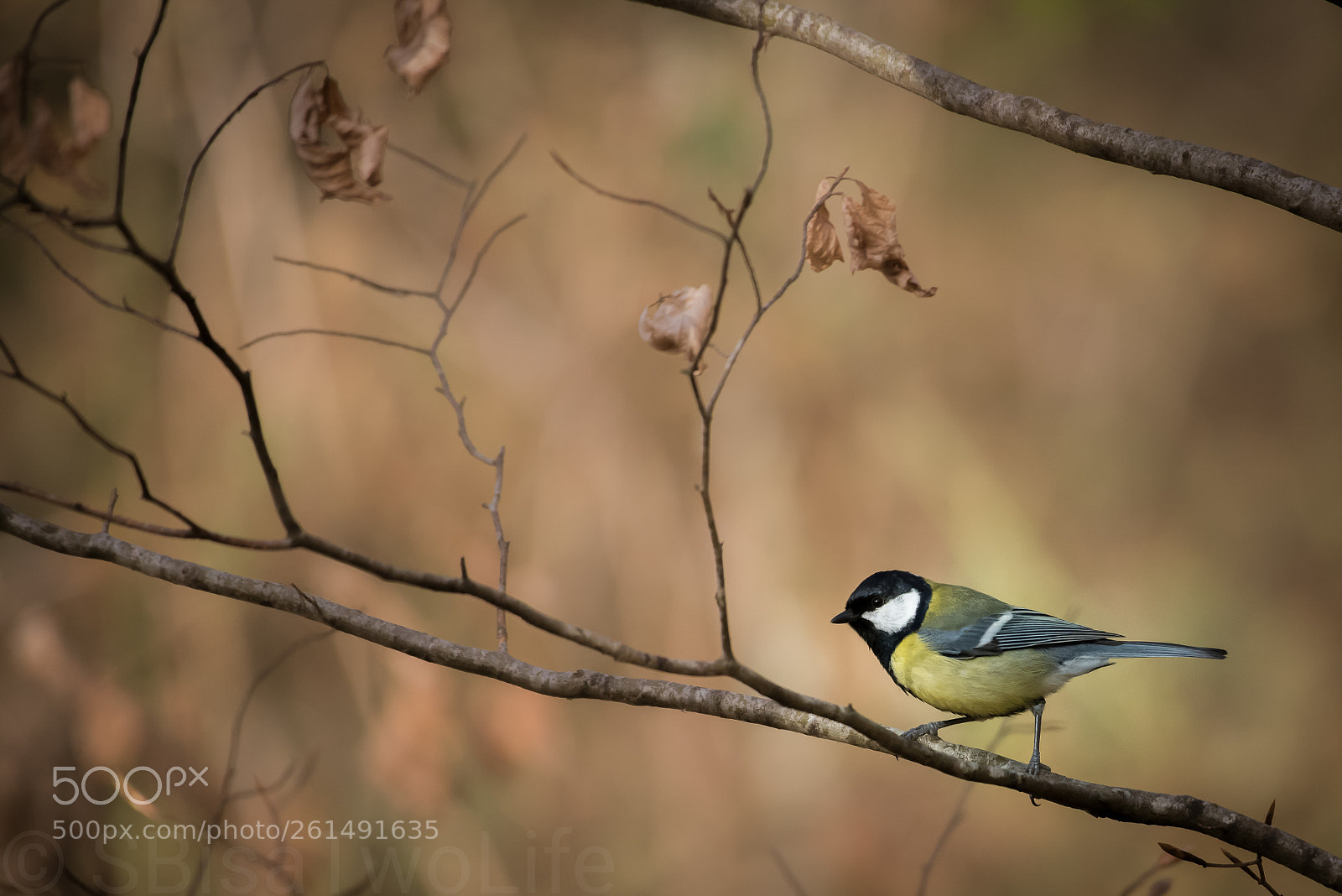 Nikon D810 sample photo. Du hast doch ne photography