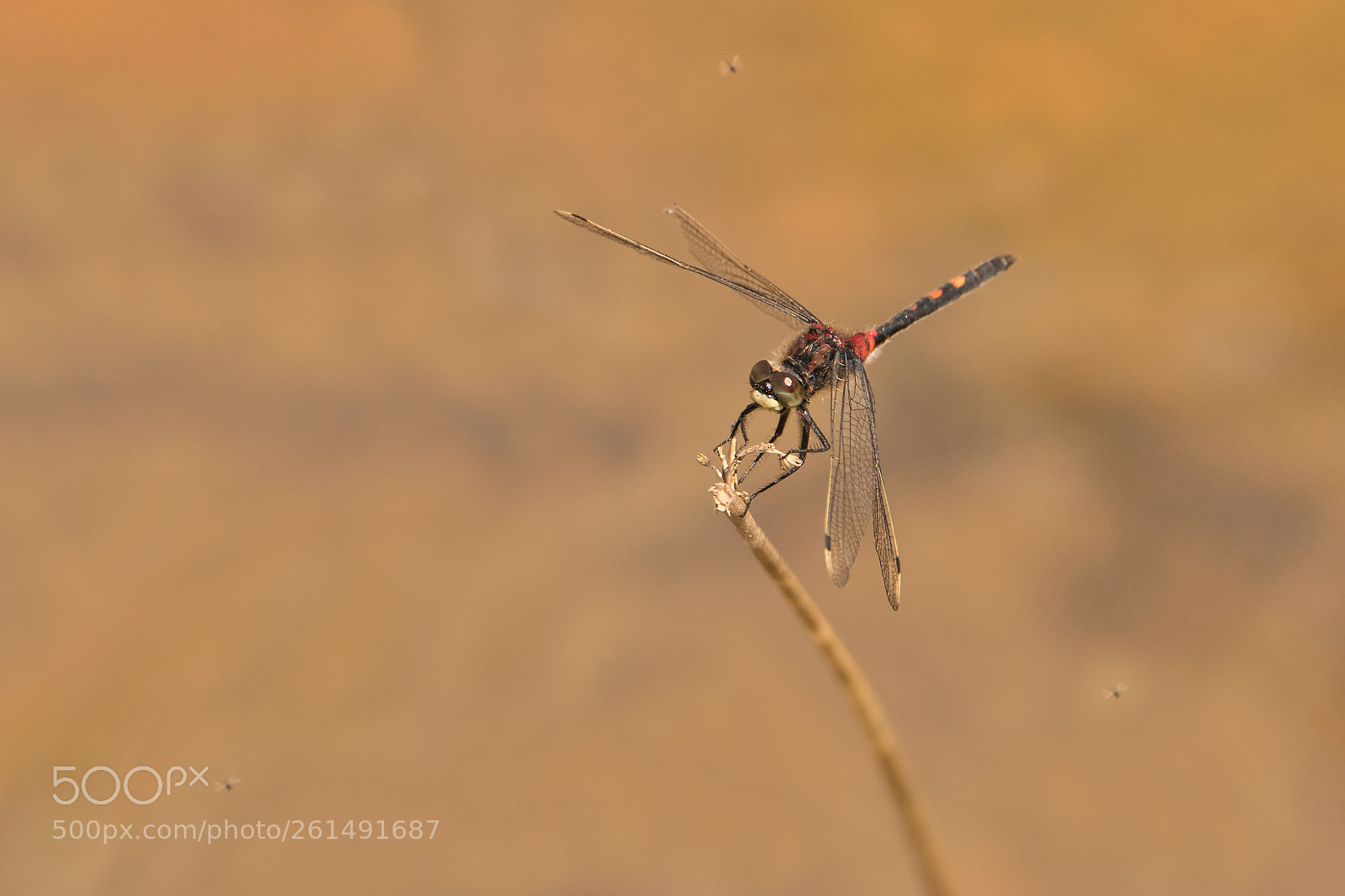 Canon EOS 7D Mark II sample photo. ...with an escort photography