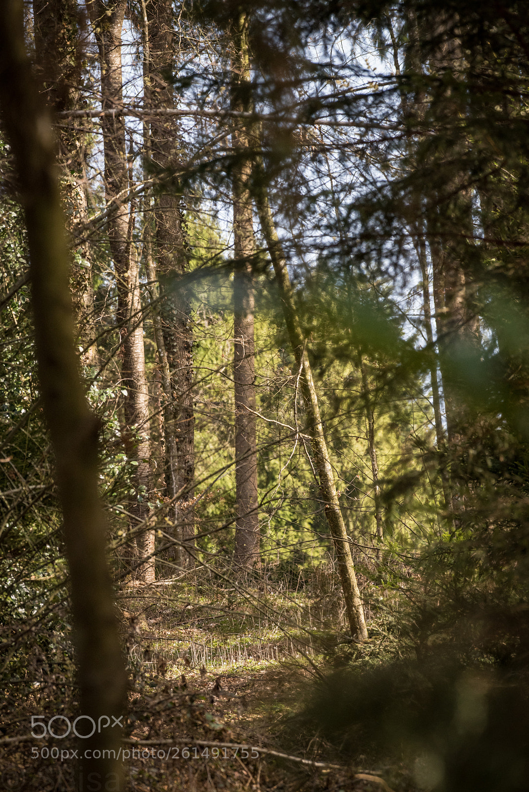 Nikon D810 sample photo. Untitled photography