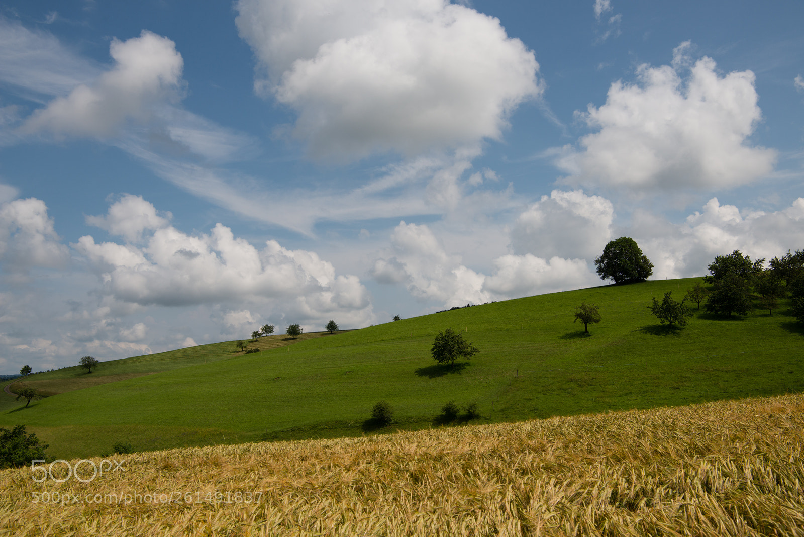 Nikon D800 sample photo. Summer photography