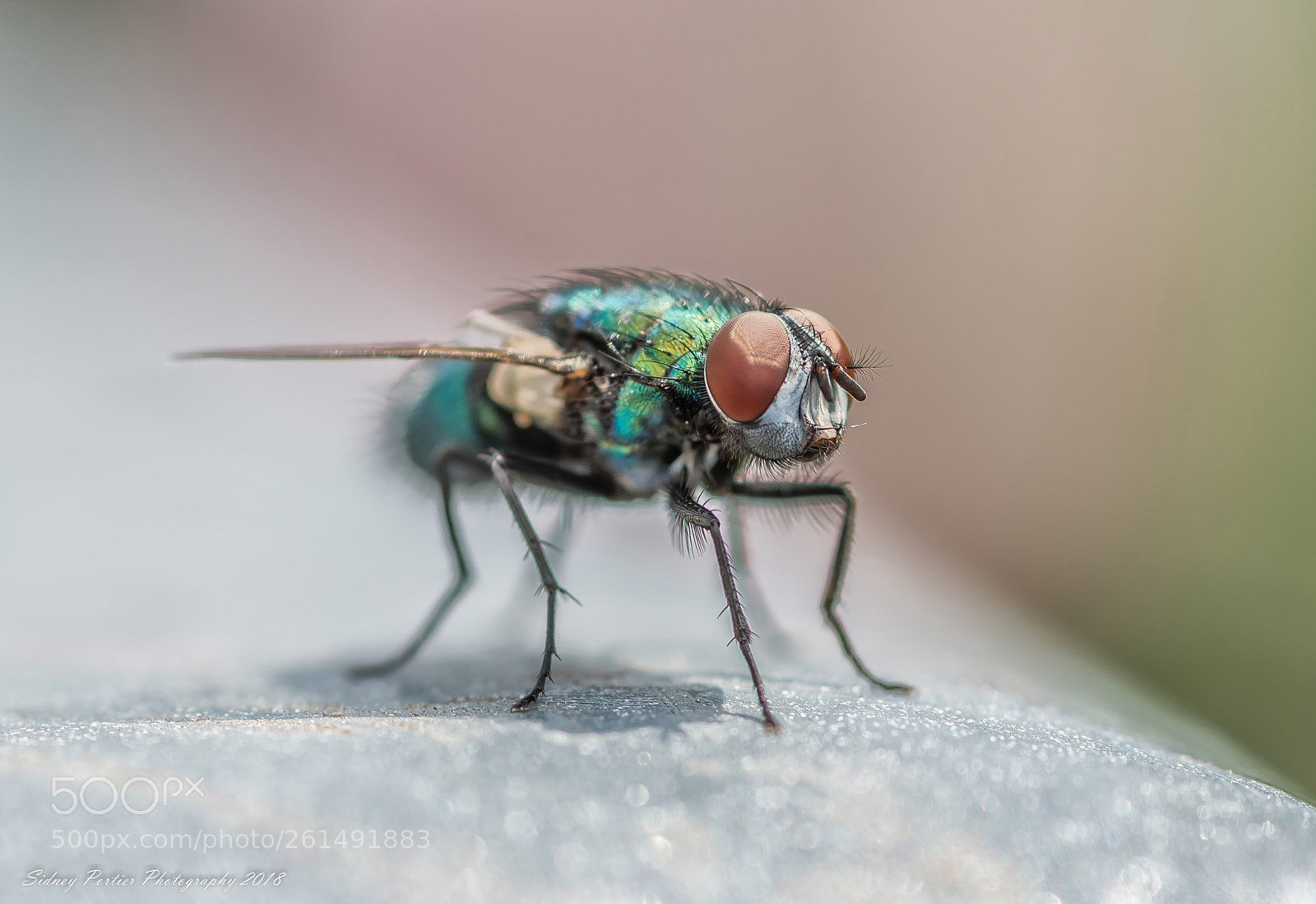Nikon D600 sample photo. The fly photography
