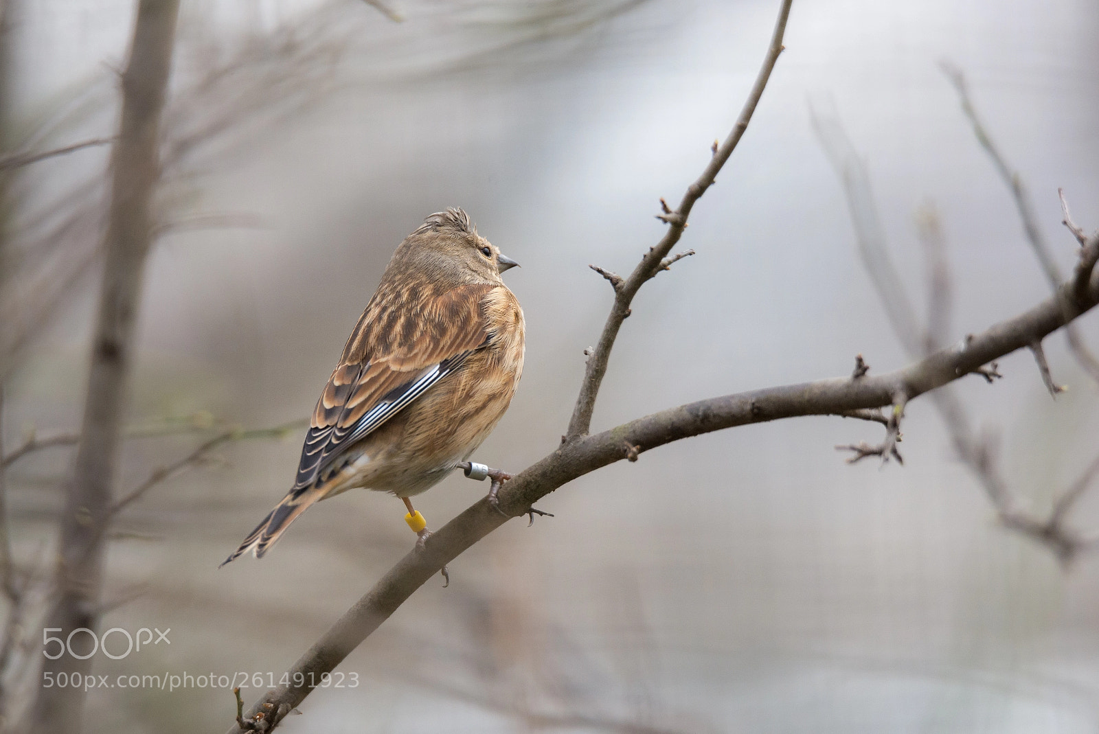 Nikon D600 sample photo. Common linnet photography