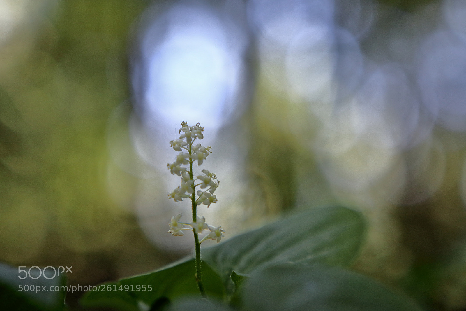 Canon EOS 80D sample photo. In a forest photography