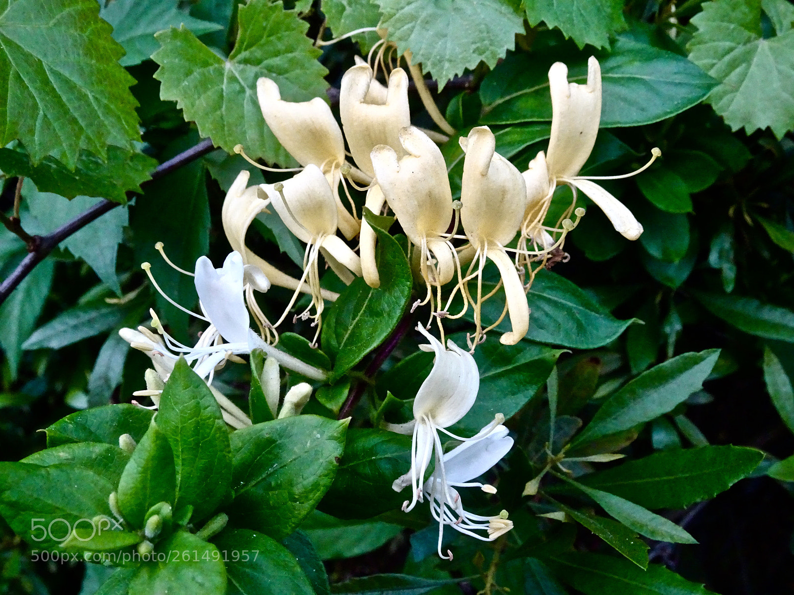 Sony Cyber-shot DSC-HX90V sample photo. Honeysuckle intoxication photography
