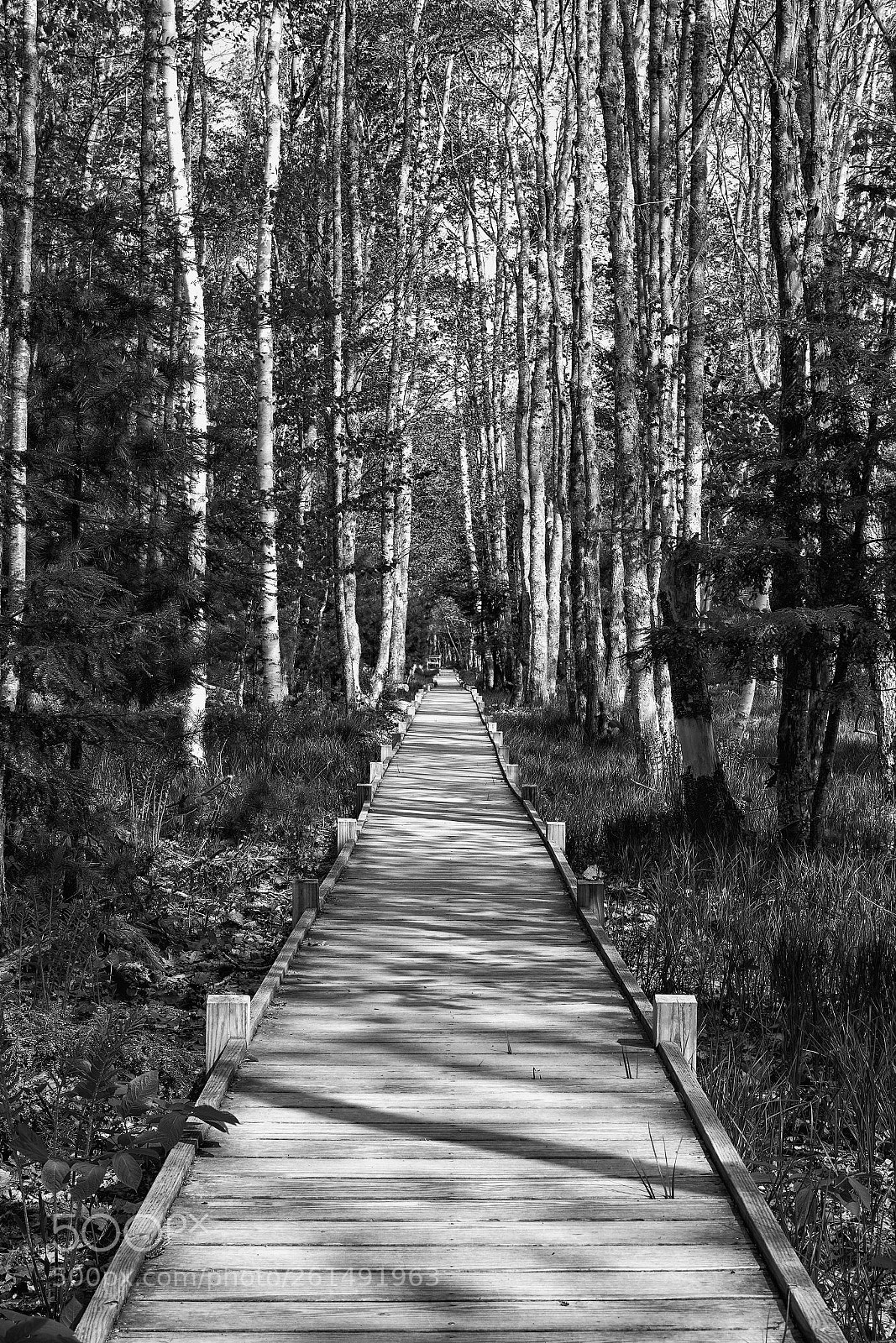 Sony a7R III sample photo. Forest path photography