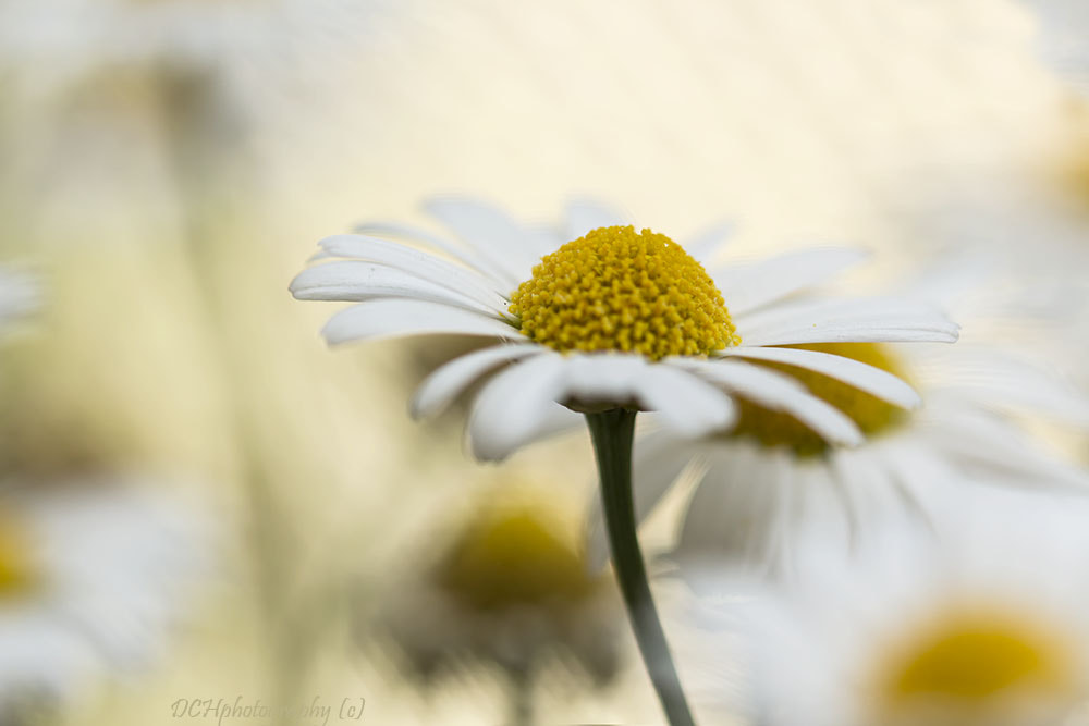 Canon EOS 650D (EOS Rebel T4i / EOS Kiss X6i) sample photo. Daisy photography