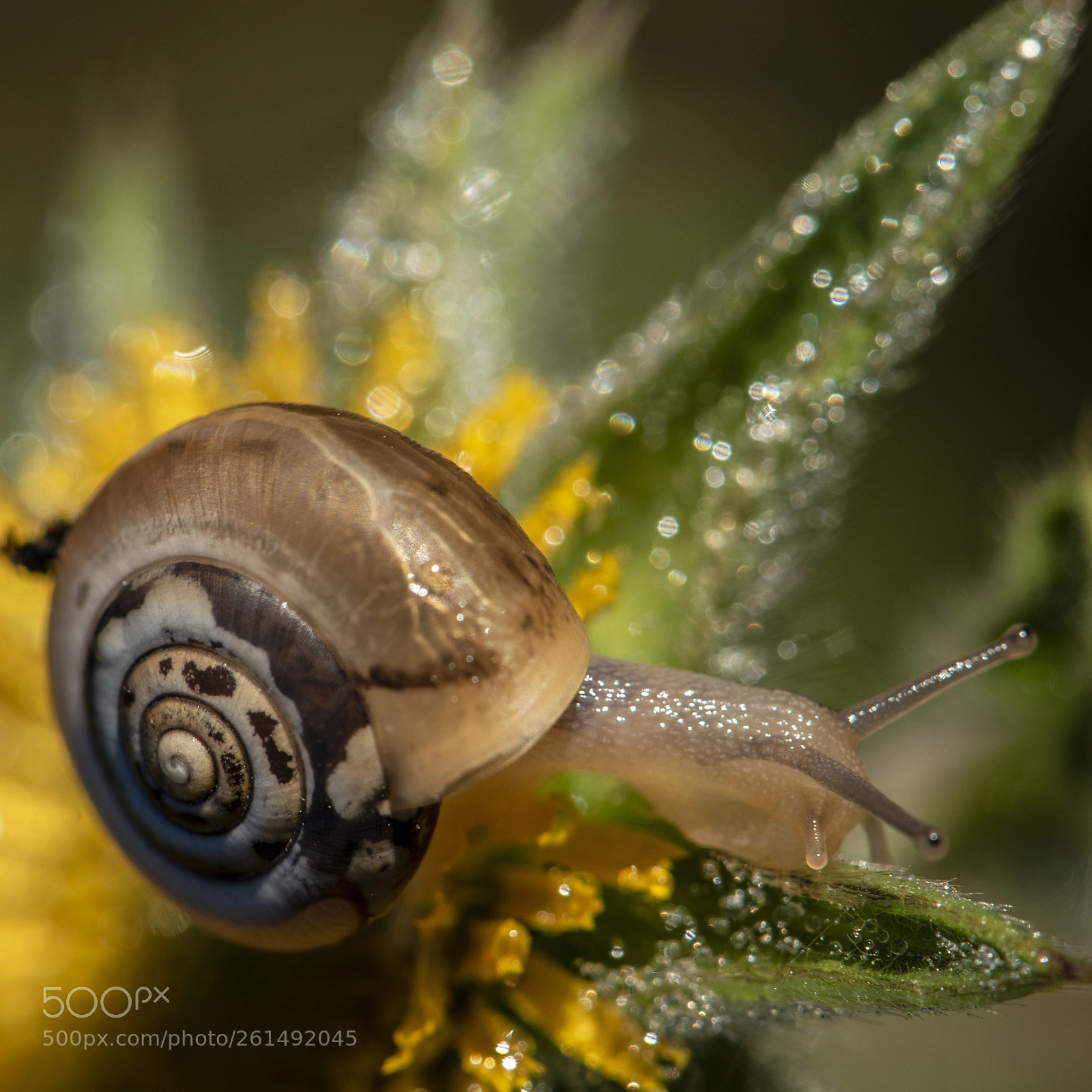Nikon D750 sample photo. Macro caracol photography