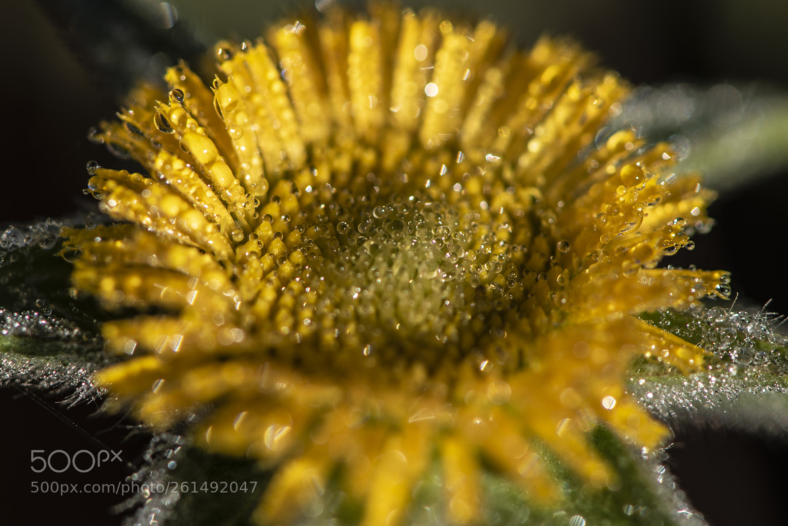 Nikon D750 sample photo. Macro yellow photography