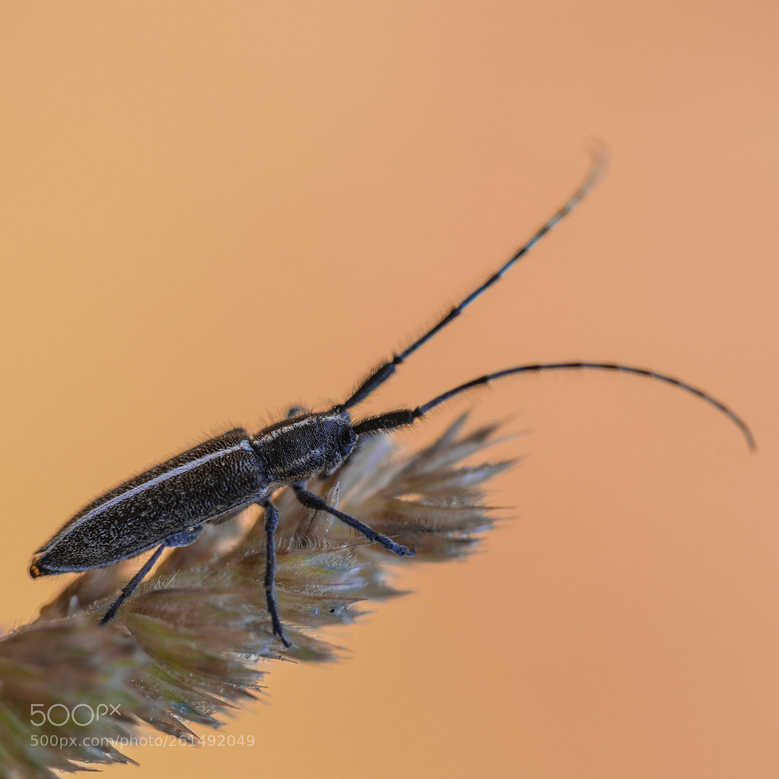 Nikon D750 sample photo. Macro photography