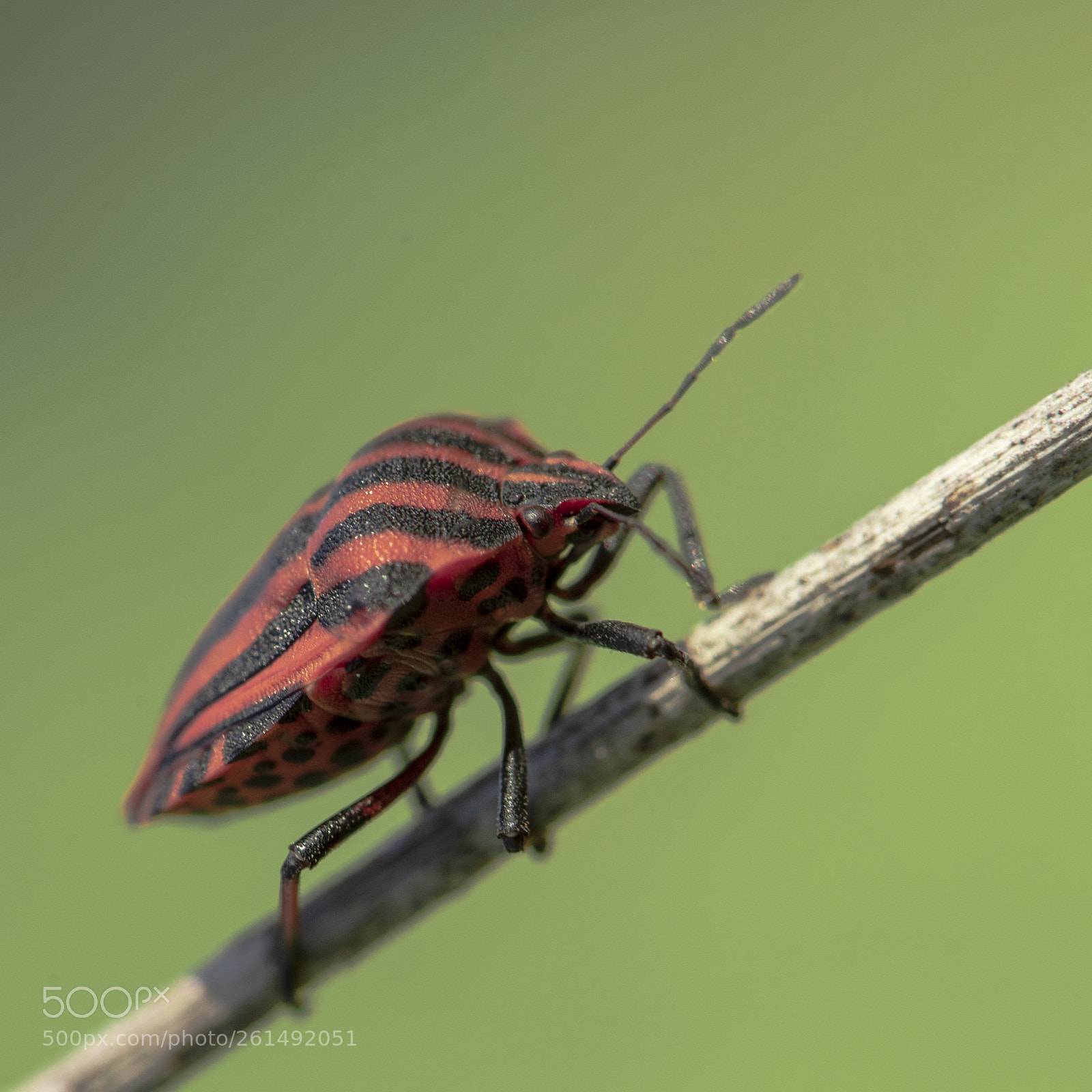 Nikon D750 sample photo. Macro black & red photography