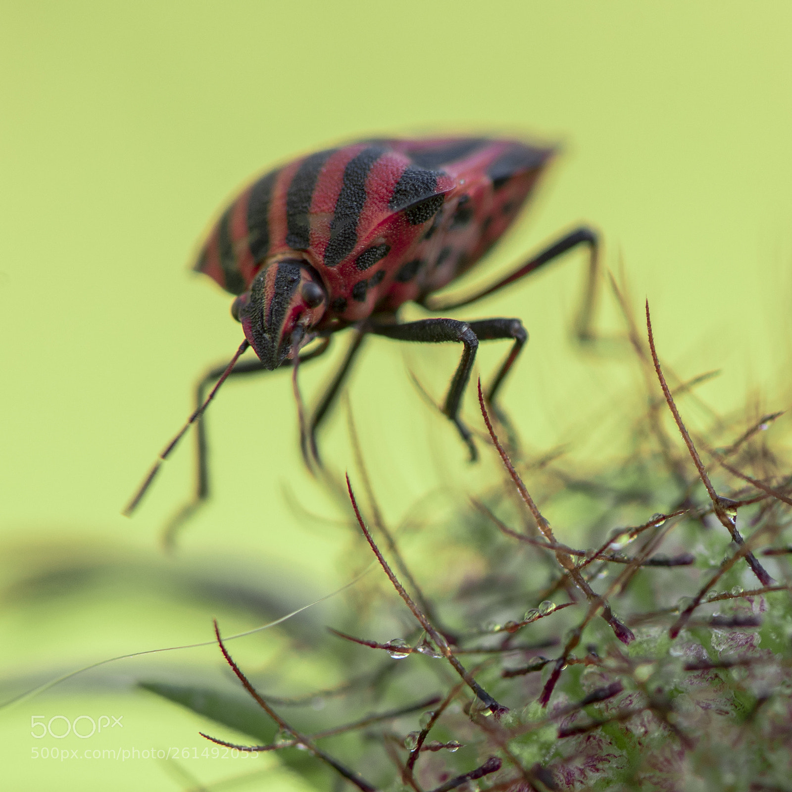 Nikon D750 sample photo. Macro black & red ii photography