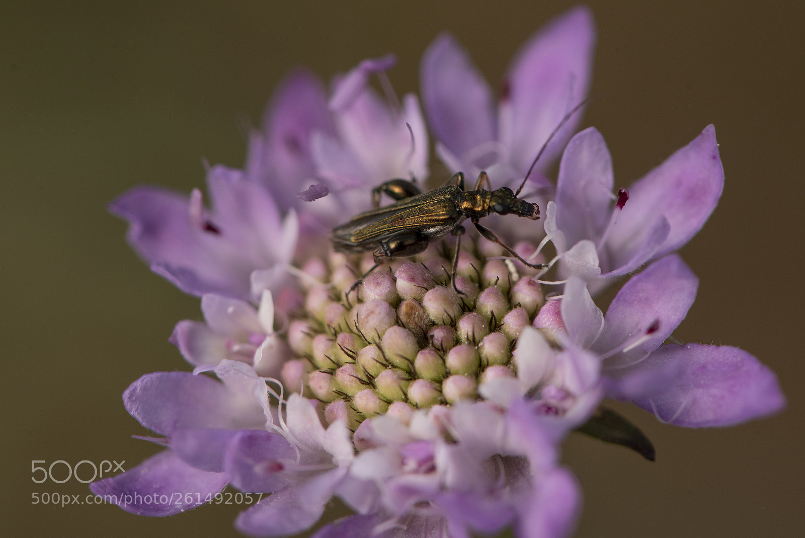 Nikon D750 sample photo. Macro gold photography