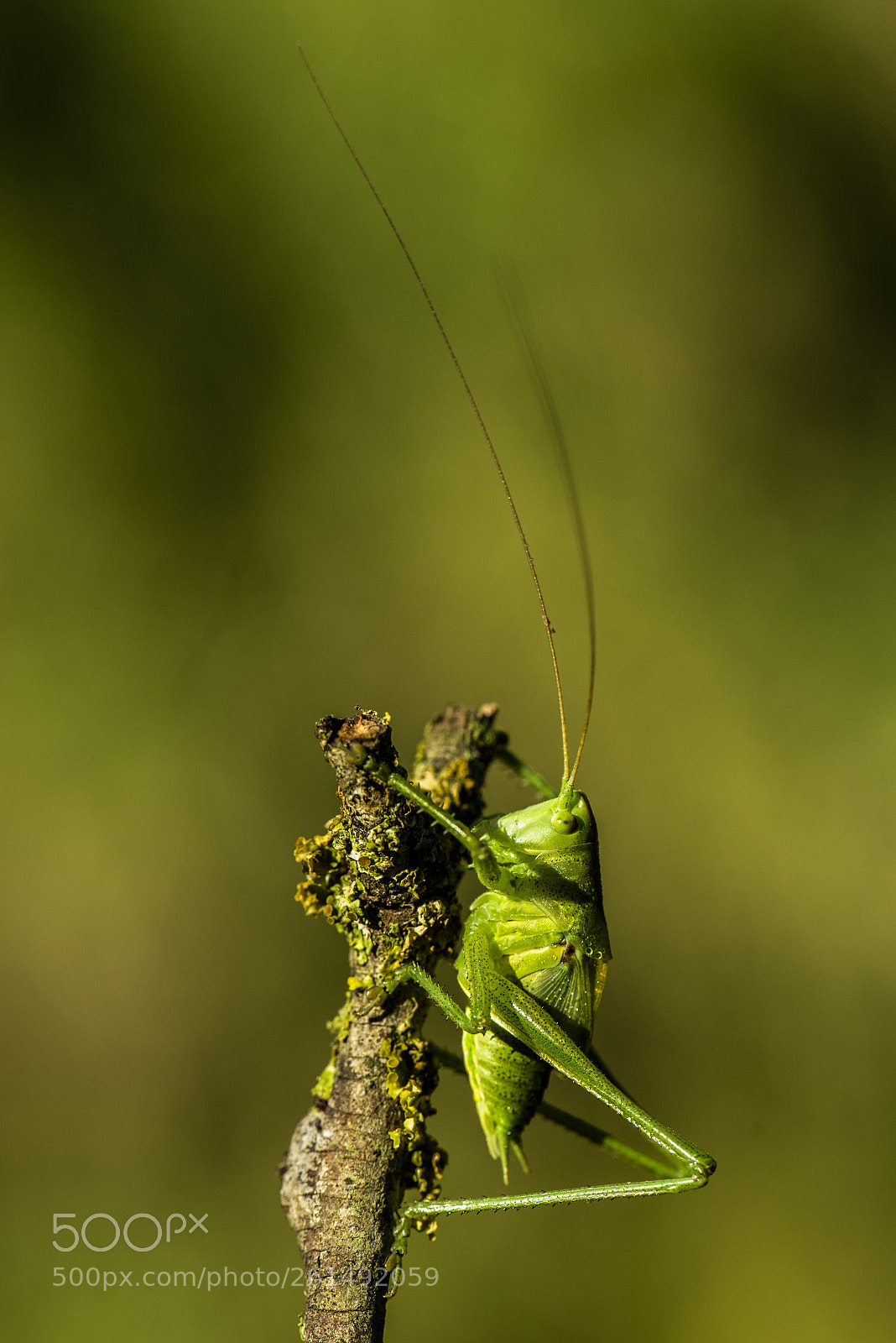 Nikon D750 sample photo. Macro pepito grillo photography