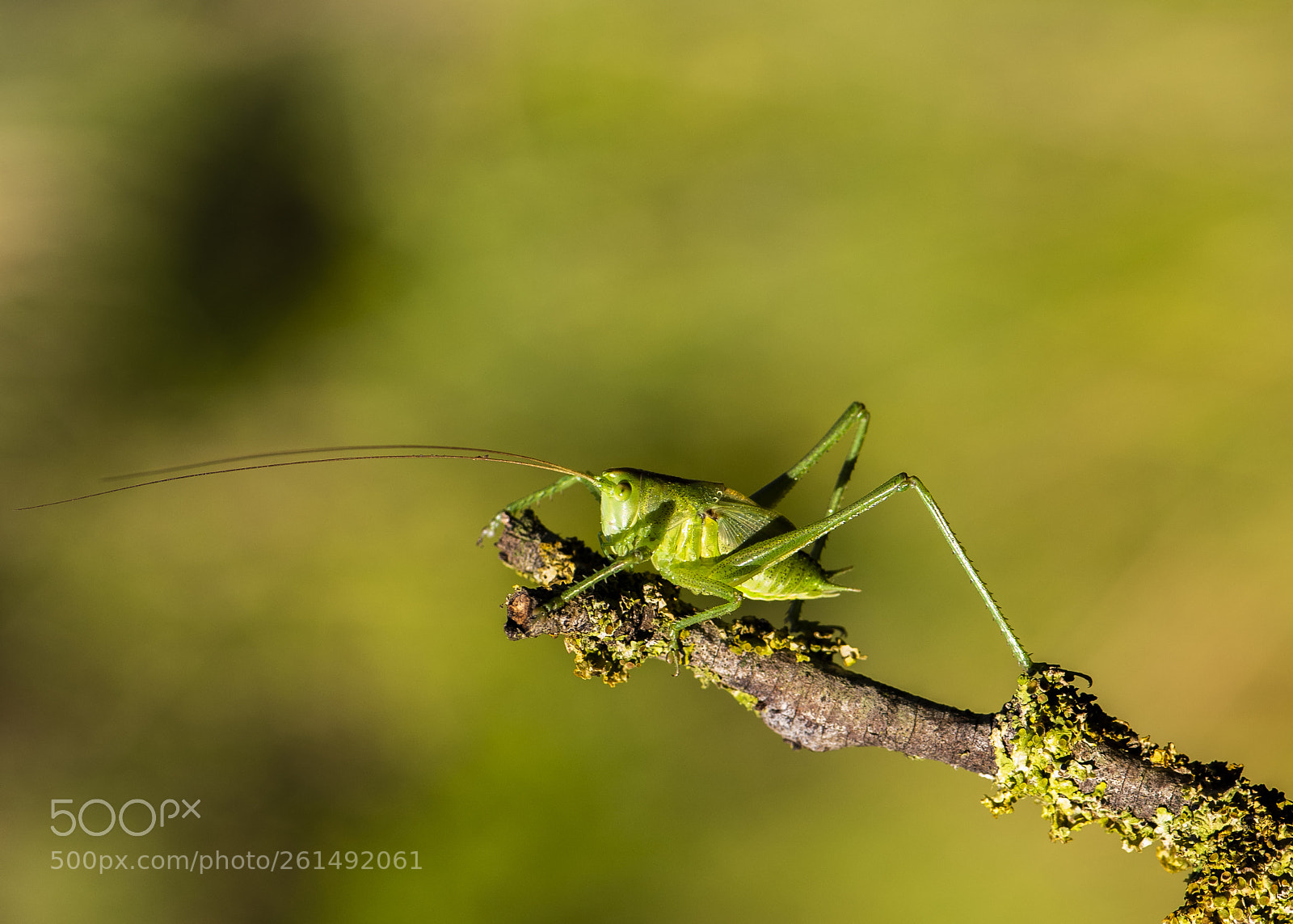Nikon D750 sample photo. Macro pepito grillo ii photography