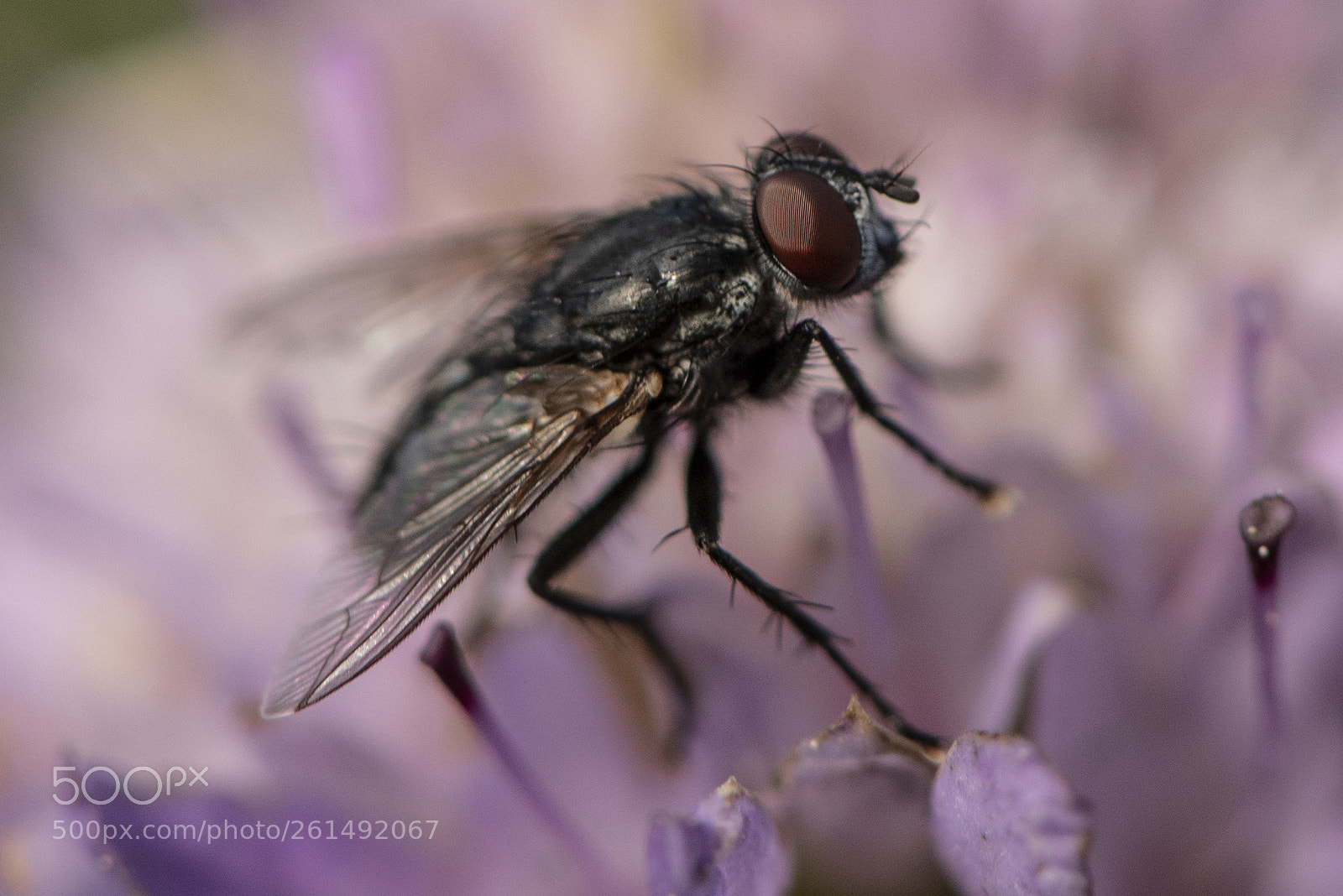 Nikon D750 sample photo. Macro fly photography