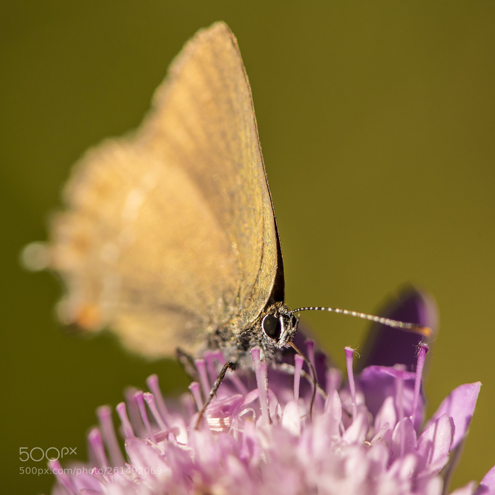 Nikon D750 sample photo. Macro butterfly ii photography