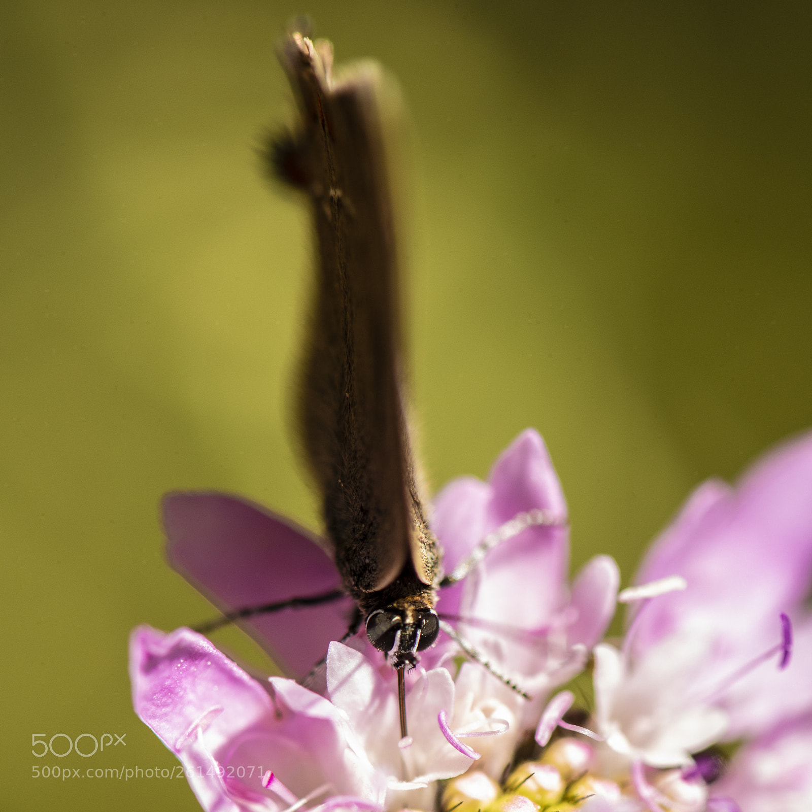 Nikon D750 sample photo. Macro butterfly photography