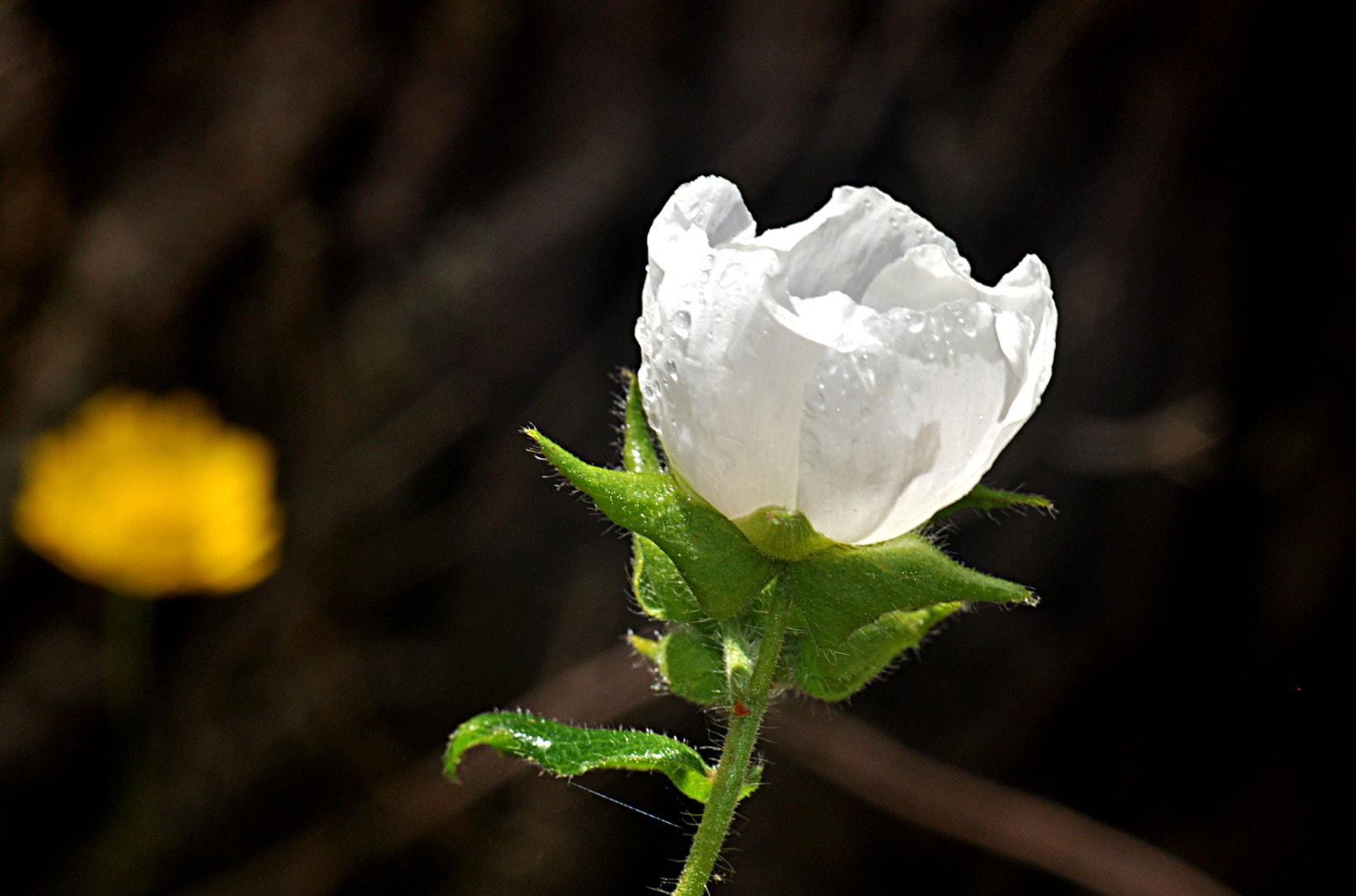 Sigma Macro 90mm F2.8 sample photo. A photography