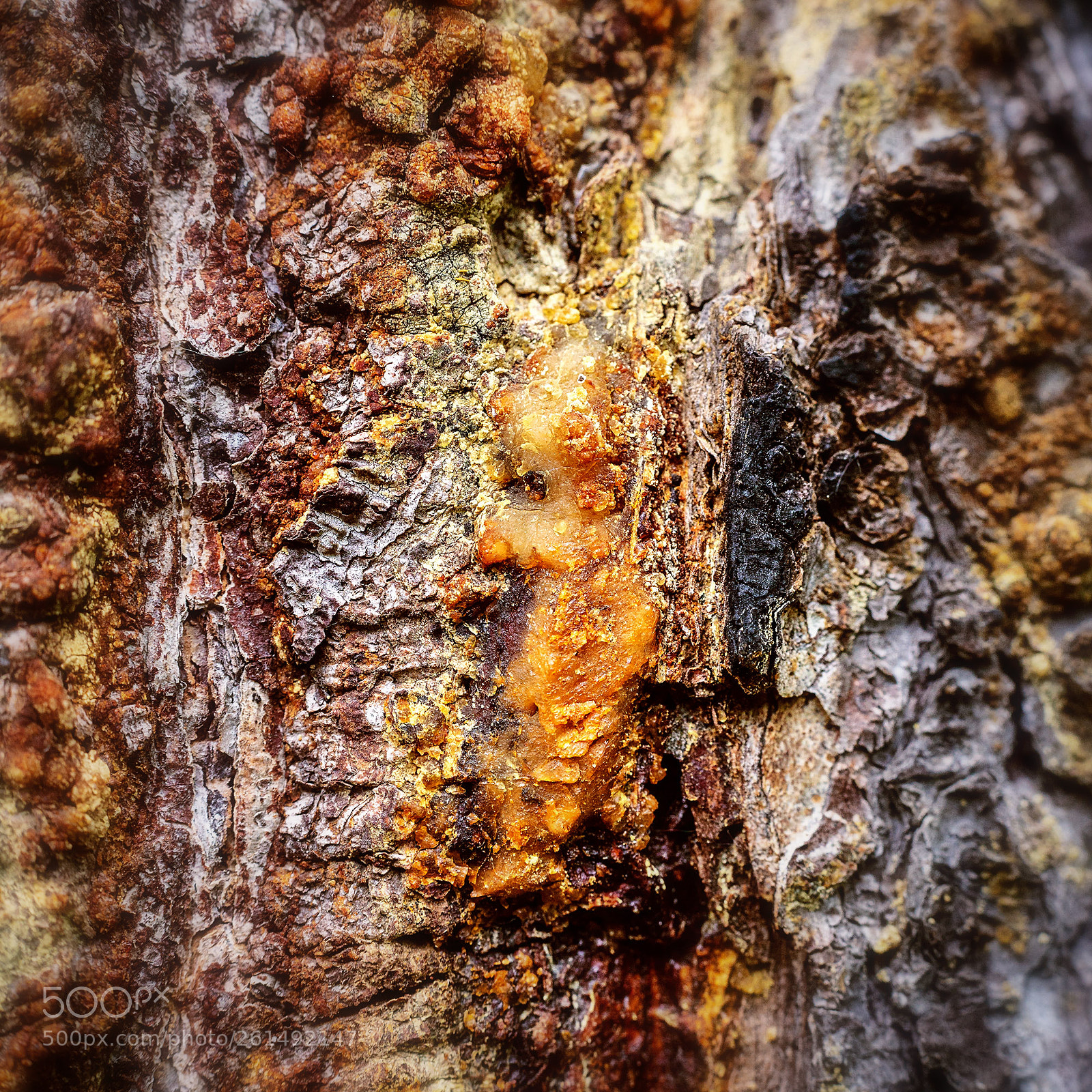 Canon EOS 6D sample photo. Untitled photography