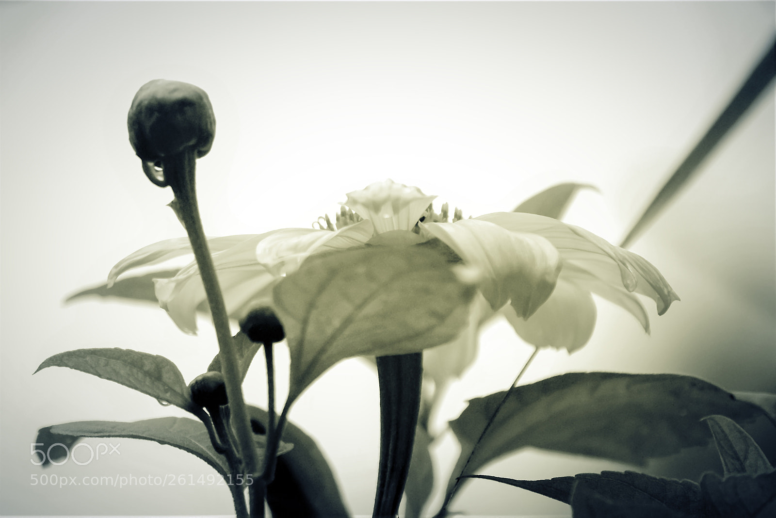 Nikon D5300 sample photo. Soft day... photography