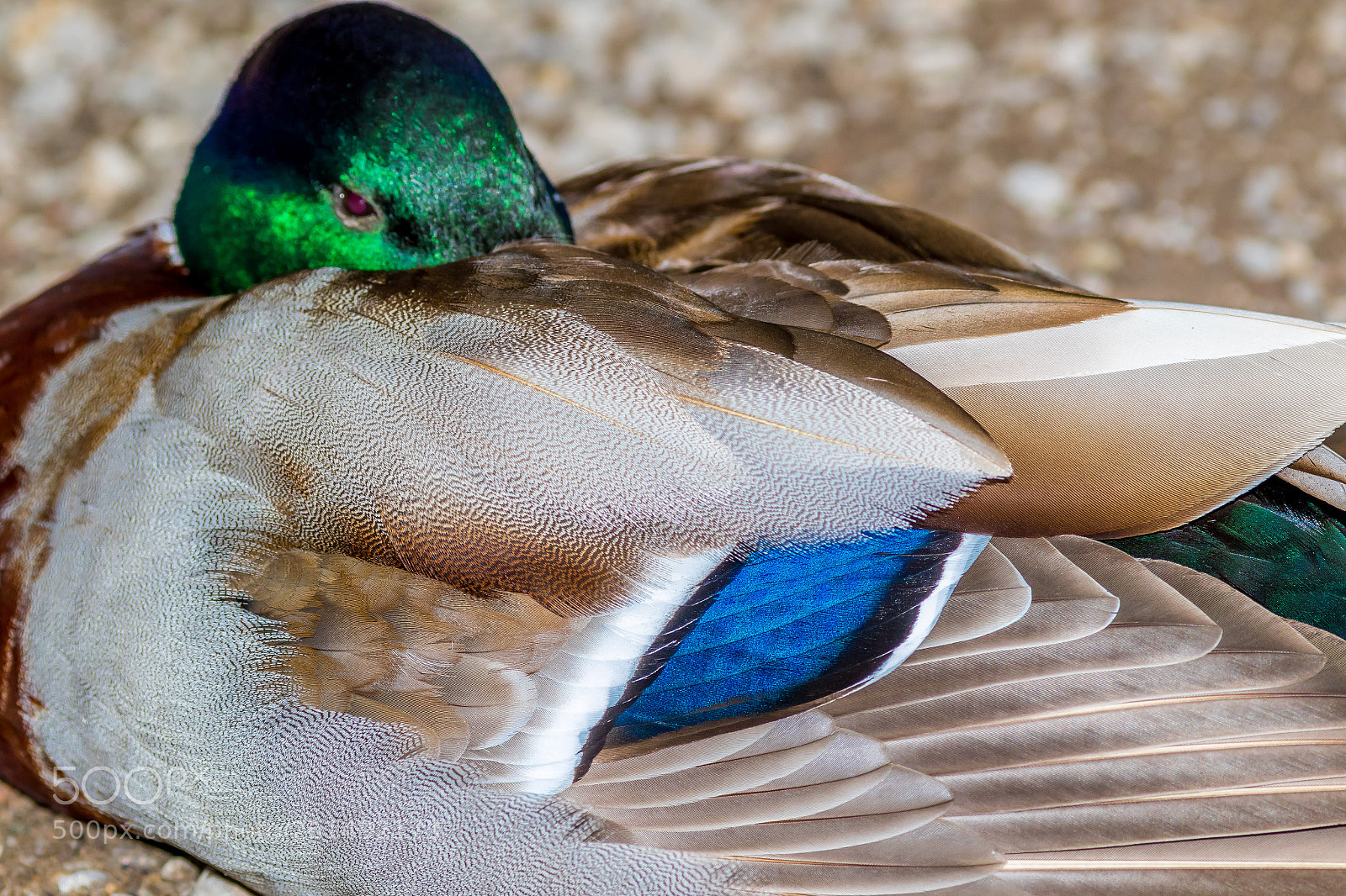 Canon EOS 7D Mark II sample photo. Sleeping duck photography
