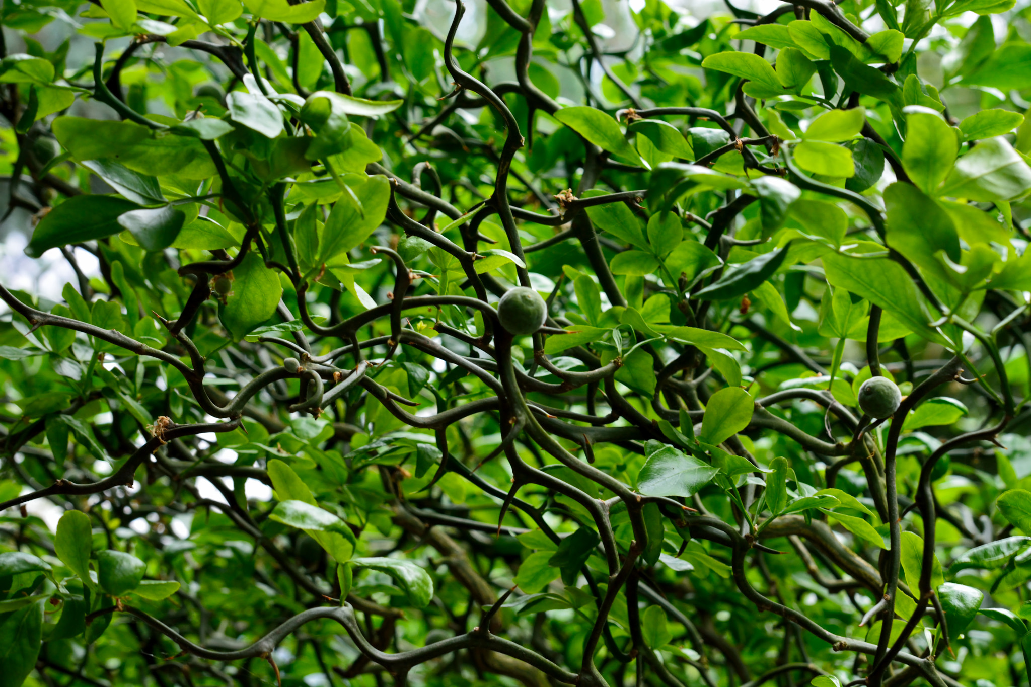 Nikon D7100 sample photo. Green photography