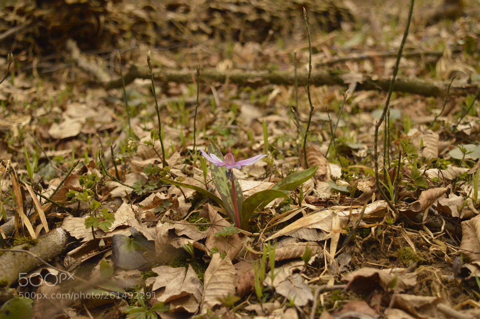 Nikon D3200 sample photo. First flower in spring photography