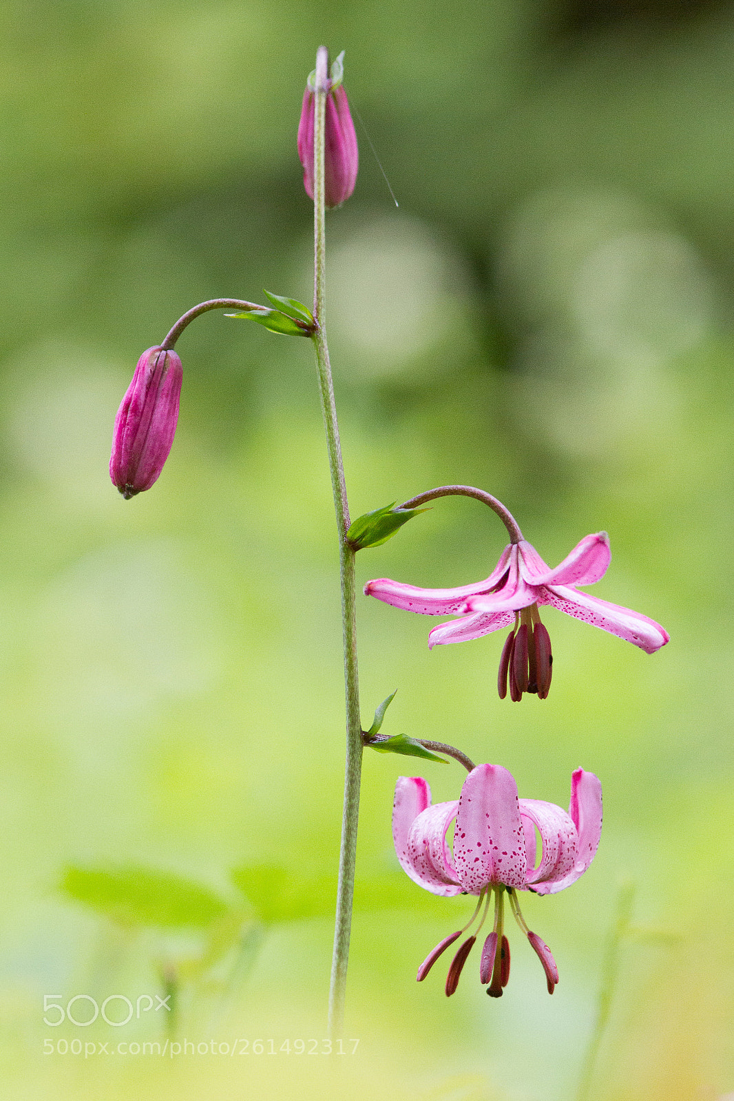 Canon EOS 7D sample photo. Lis martagon photography