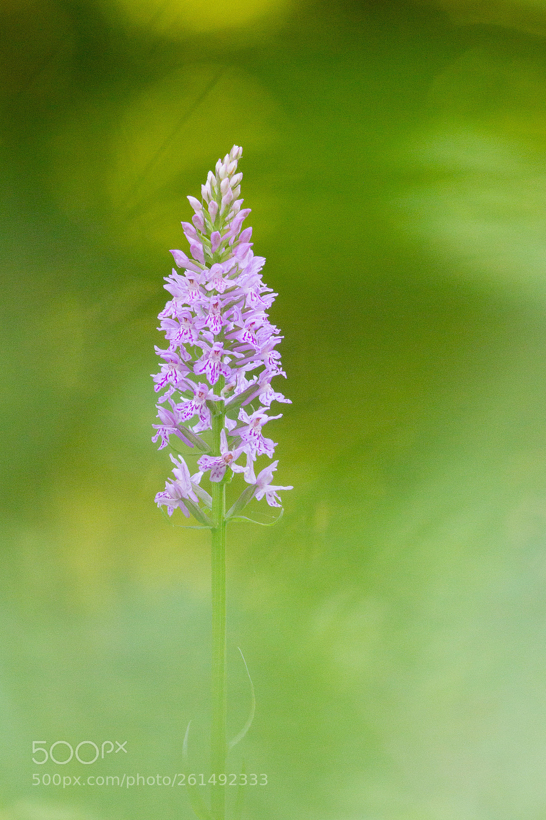 Canon EOS 7D sample photo. Dactylorhiza fuchsii photography