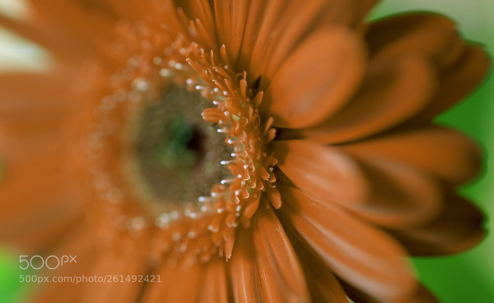 Canon EOS 5DS sample photo. Flower power photography