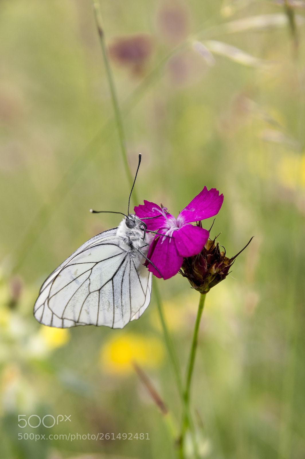 Pentax K-3 sample photo. Aporia crataegi photography