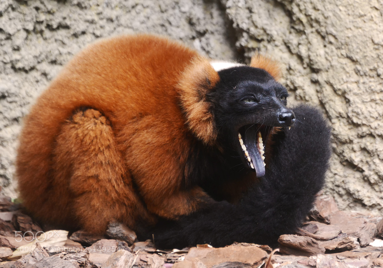 Nikon D800 sample photo. Red ruffed lemur varecia photography